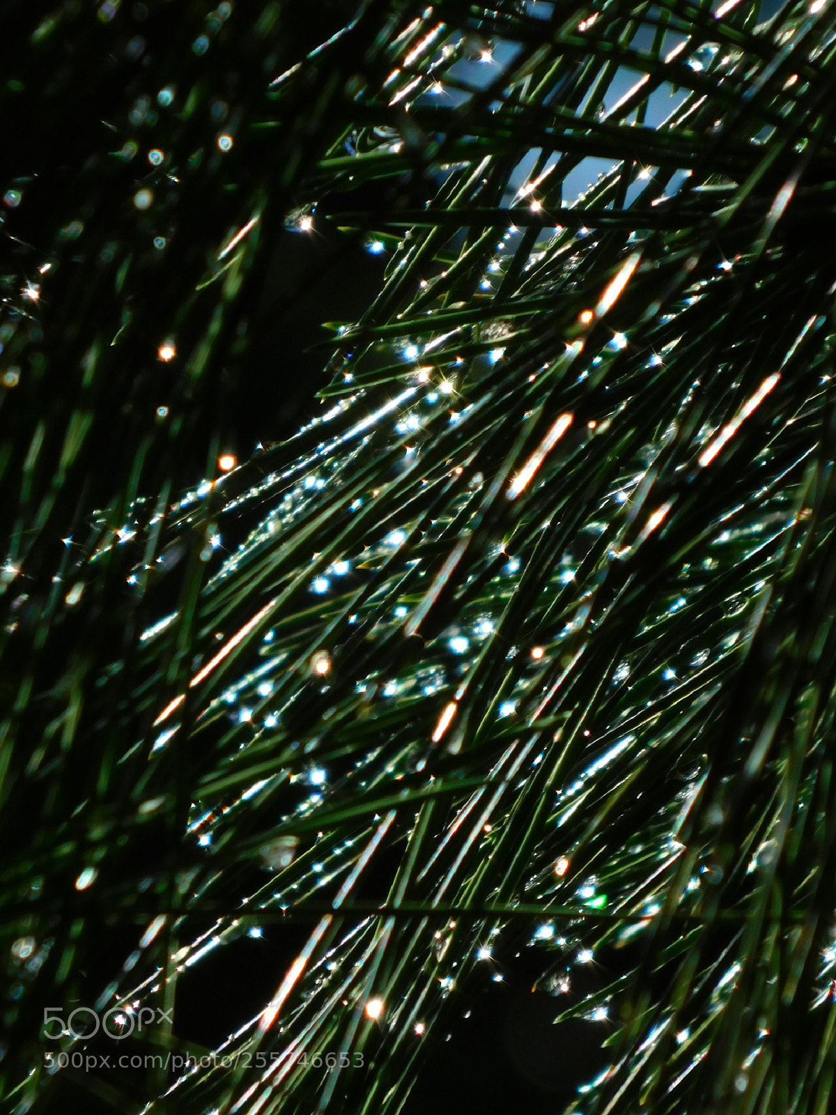 Nikon Coolpix B500 sample photo. After the rain, under photography