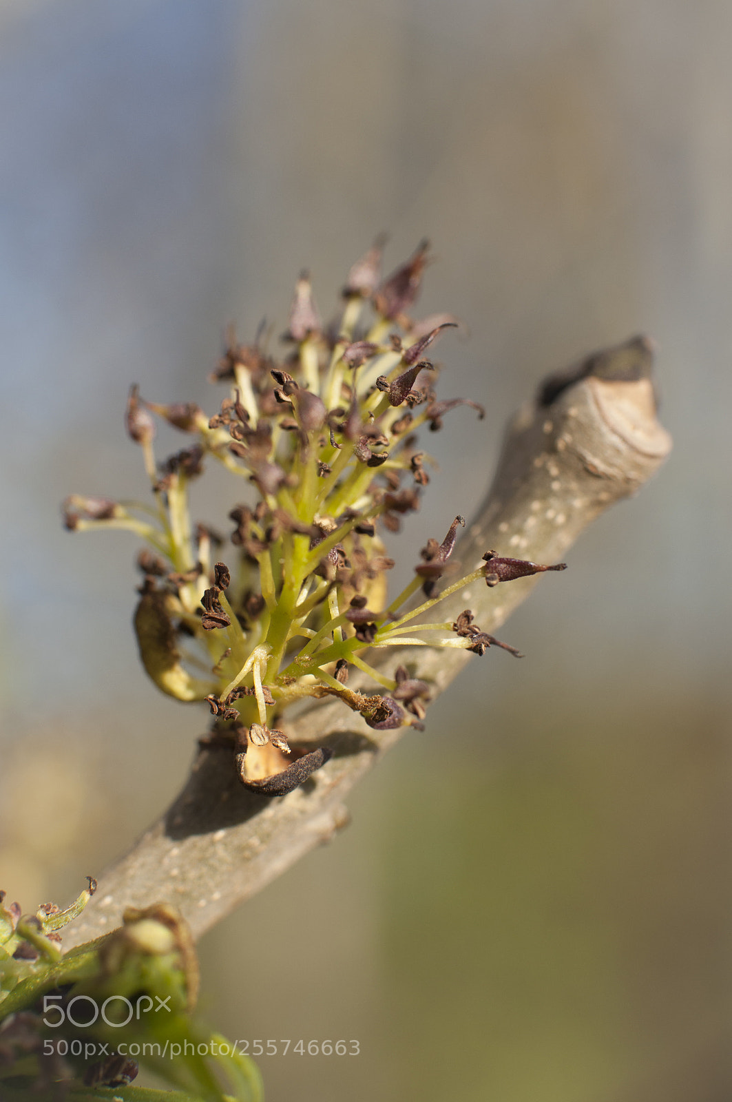 Nikon D90 sample photo. Spring photography