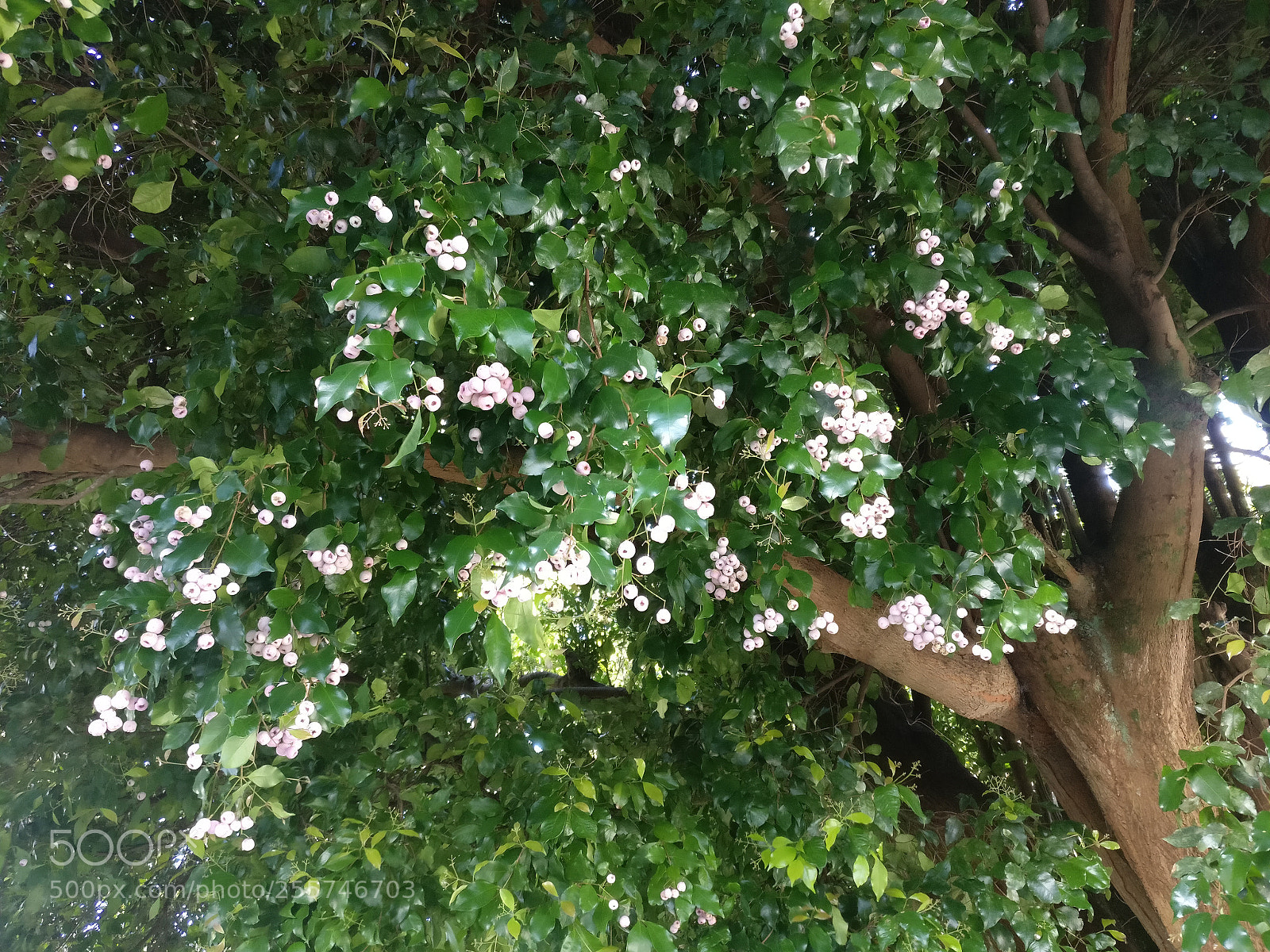 OnePlus A3003 sample photo. Img_20170823_151120.jpg photography
