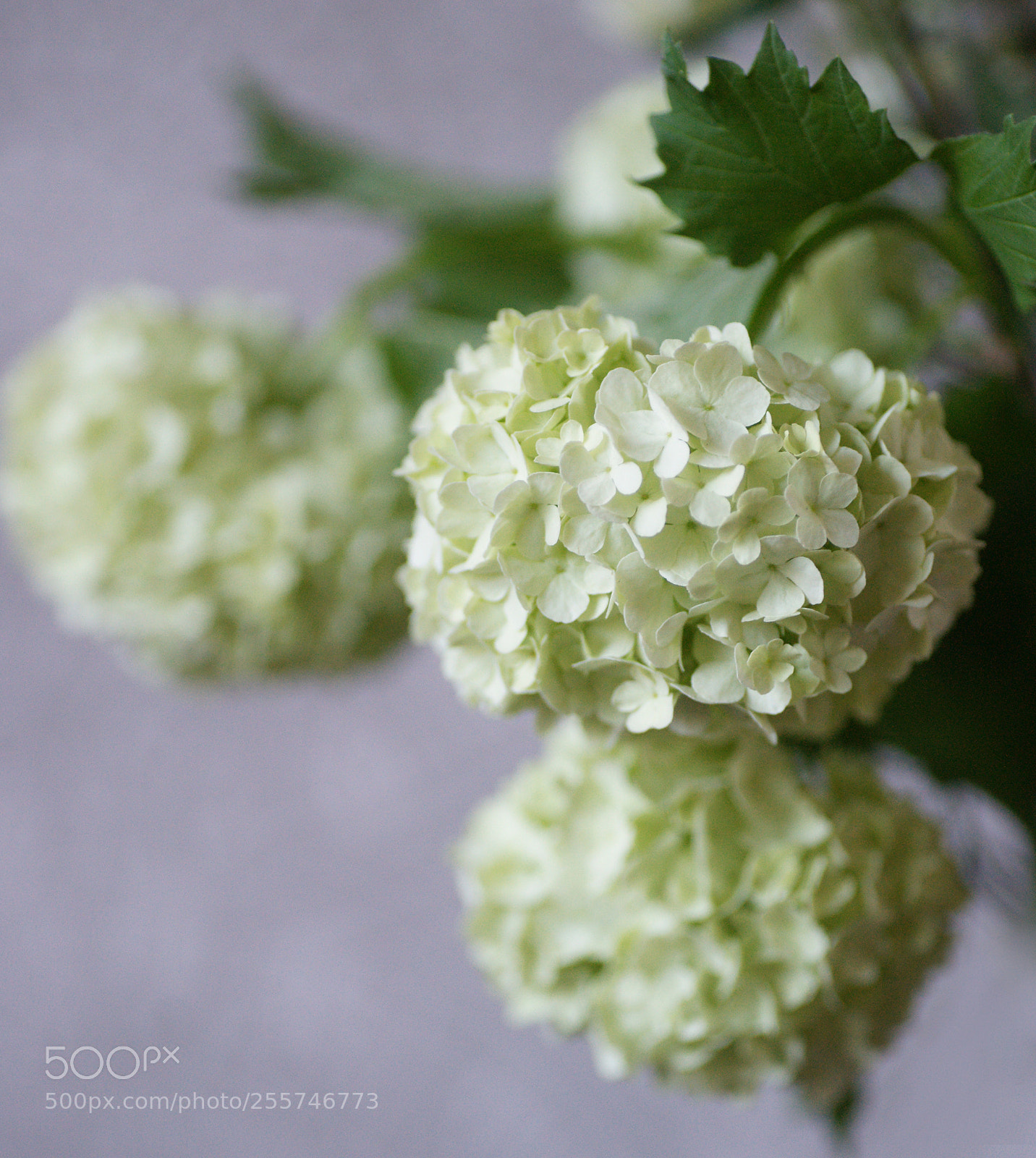 Sony Alpha DSLR-A850 sample photo. Vibernum opulance photography