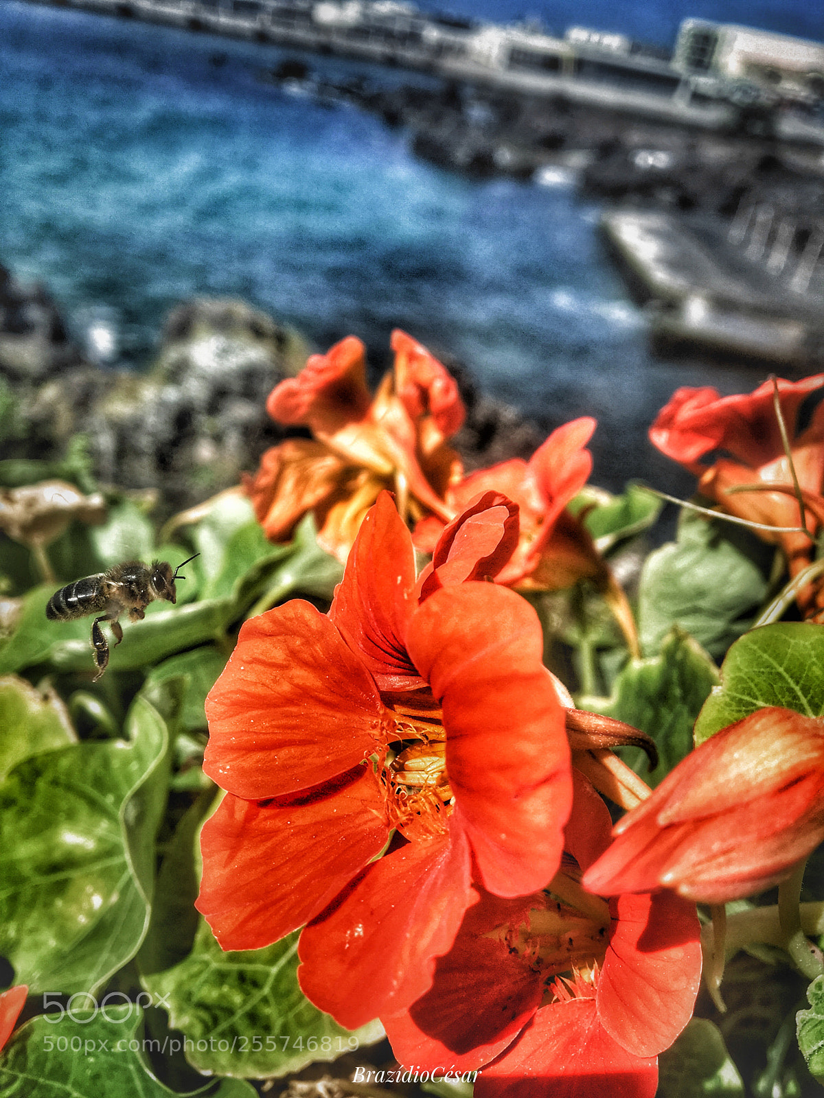 Apple iPhone 6s sample photo. Untitled photography