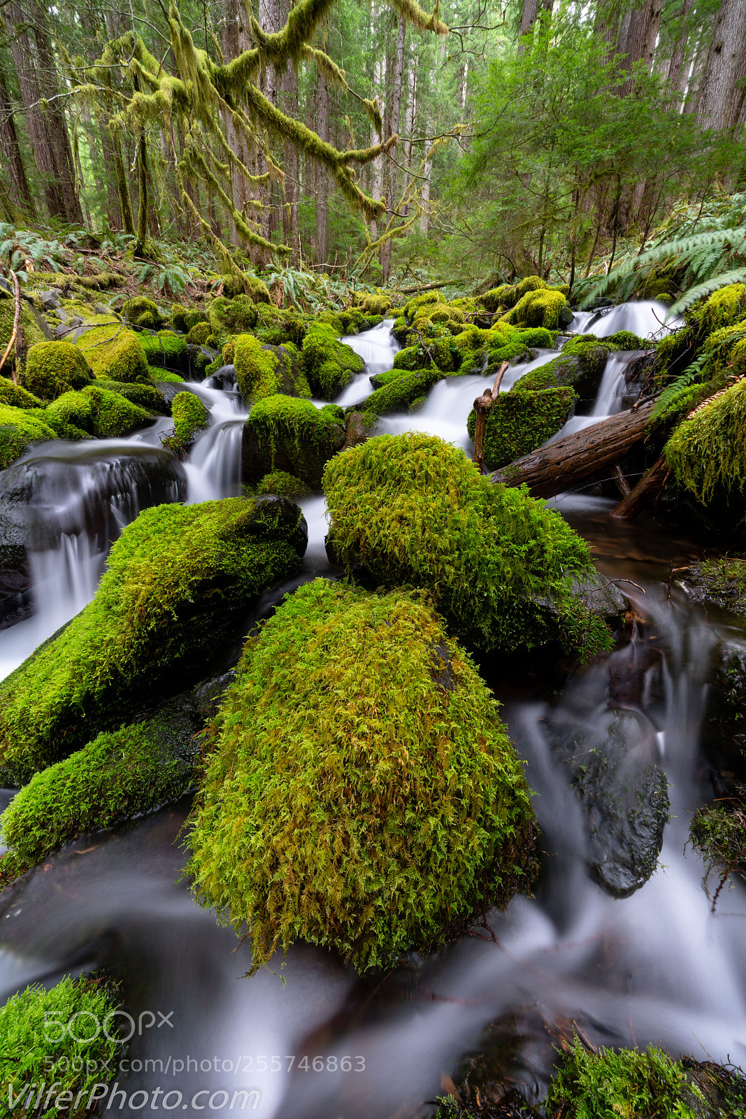 Sony a7R III sample photo. Olympicnp photography