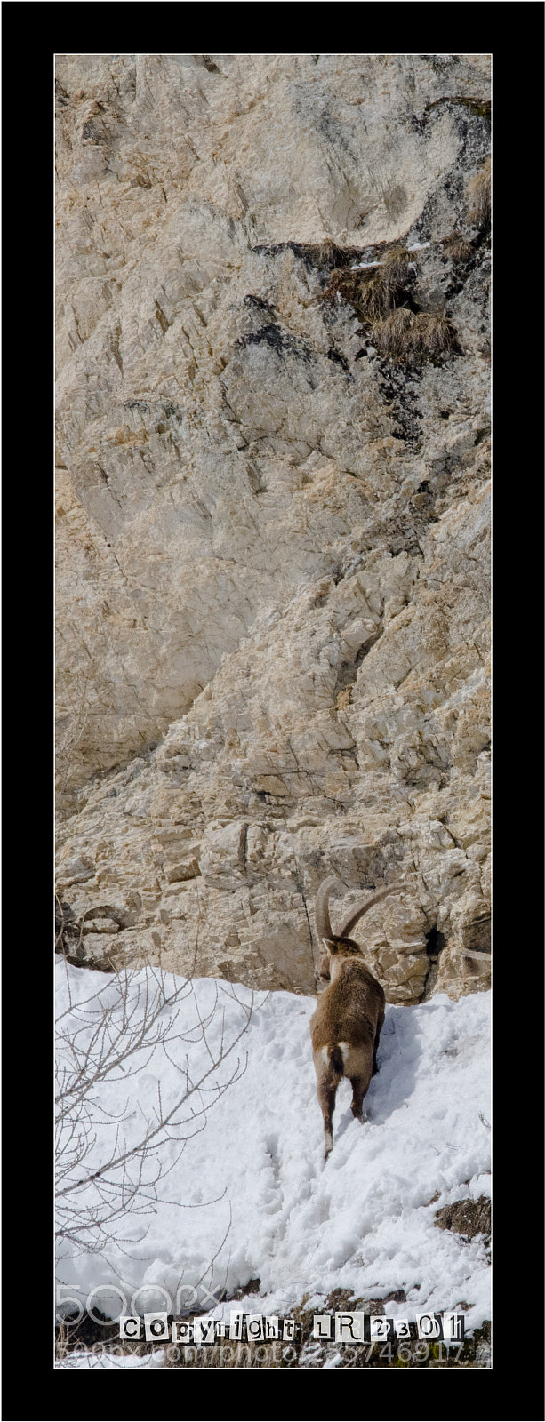 Nikon D500 sample photo. Bouquetins photography