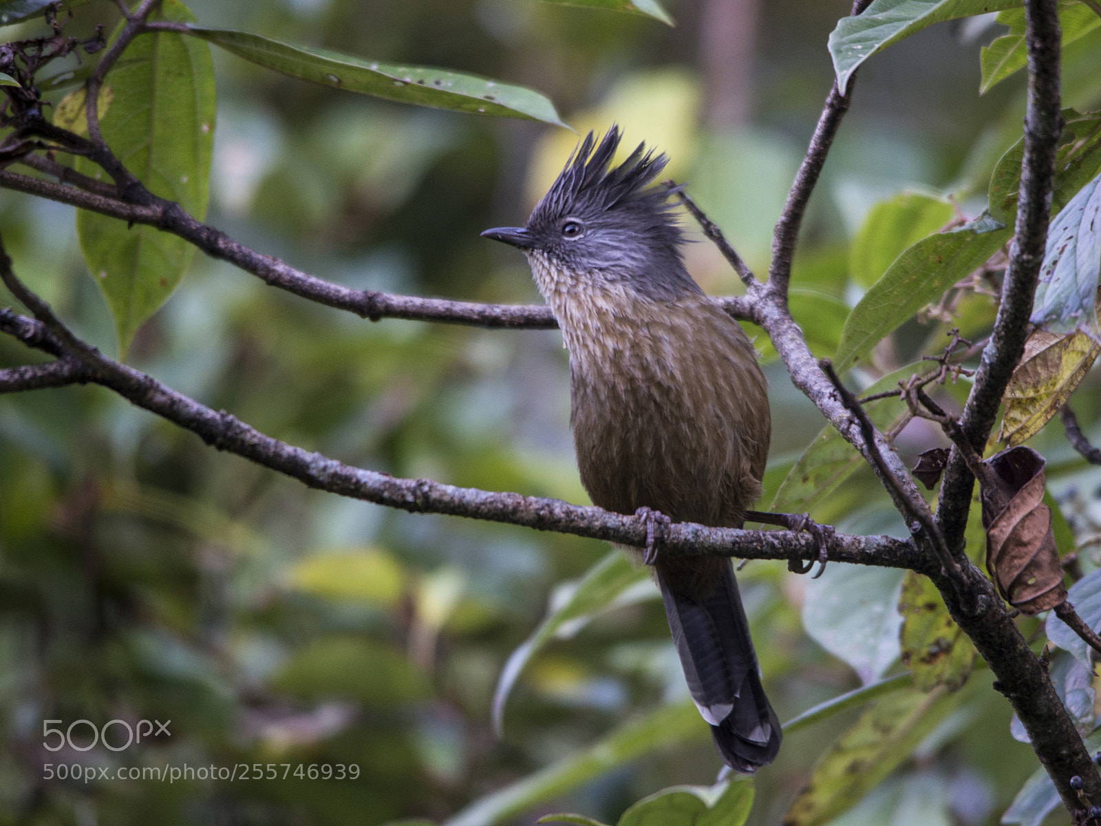 Nikon D600 sample photo. Streak-throated barwing (actinodura waldeni) photography