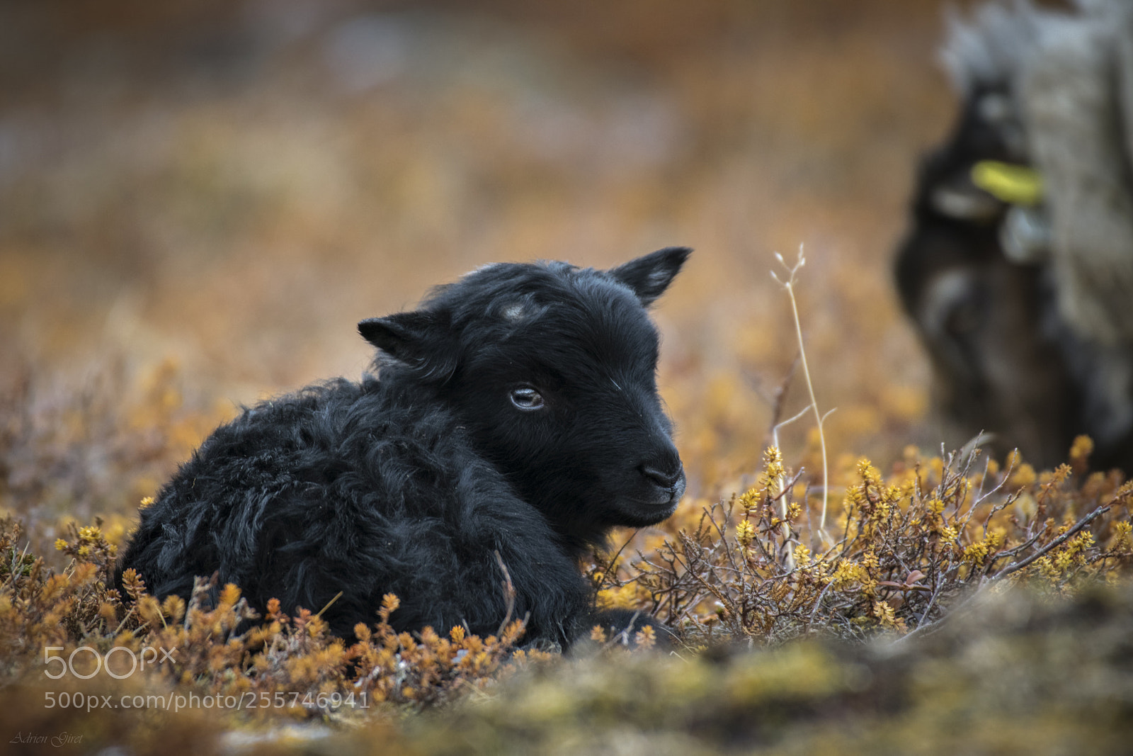 Nikon D5300 sample photo. Young lamb photography