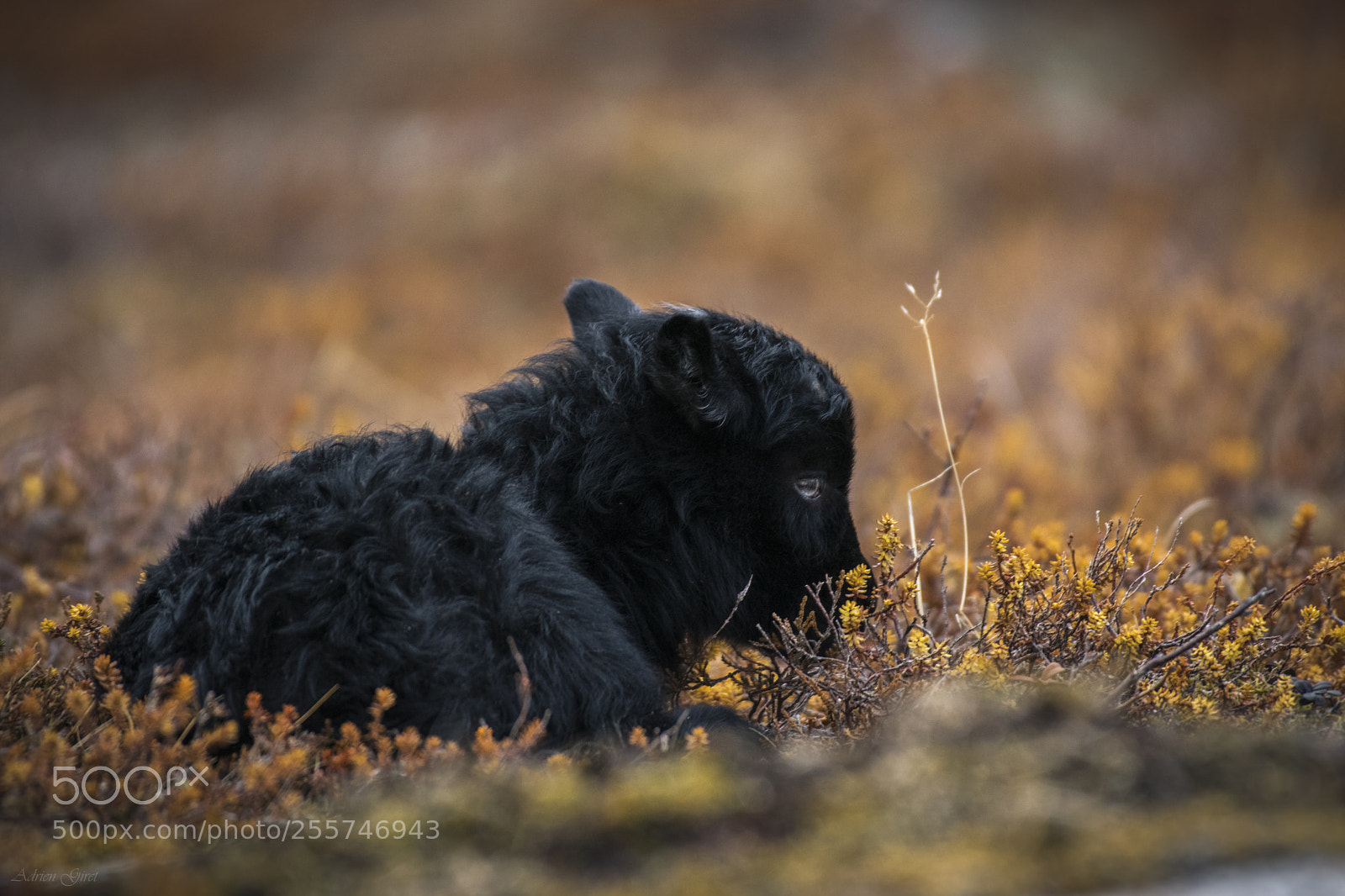 Nikon D5300 sample photo. Young lamb photography