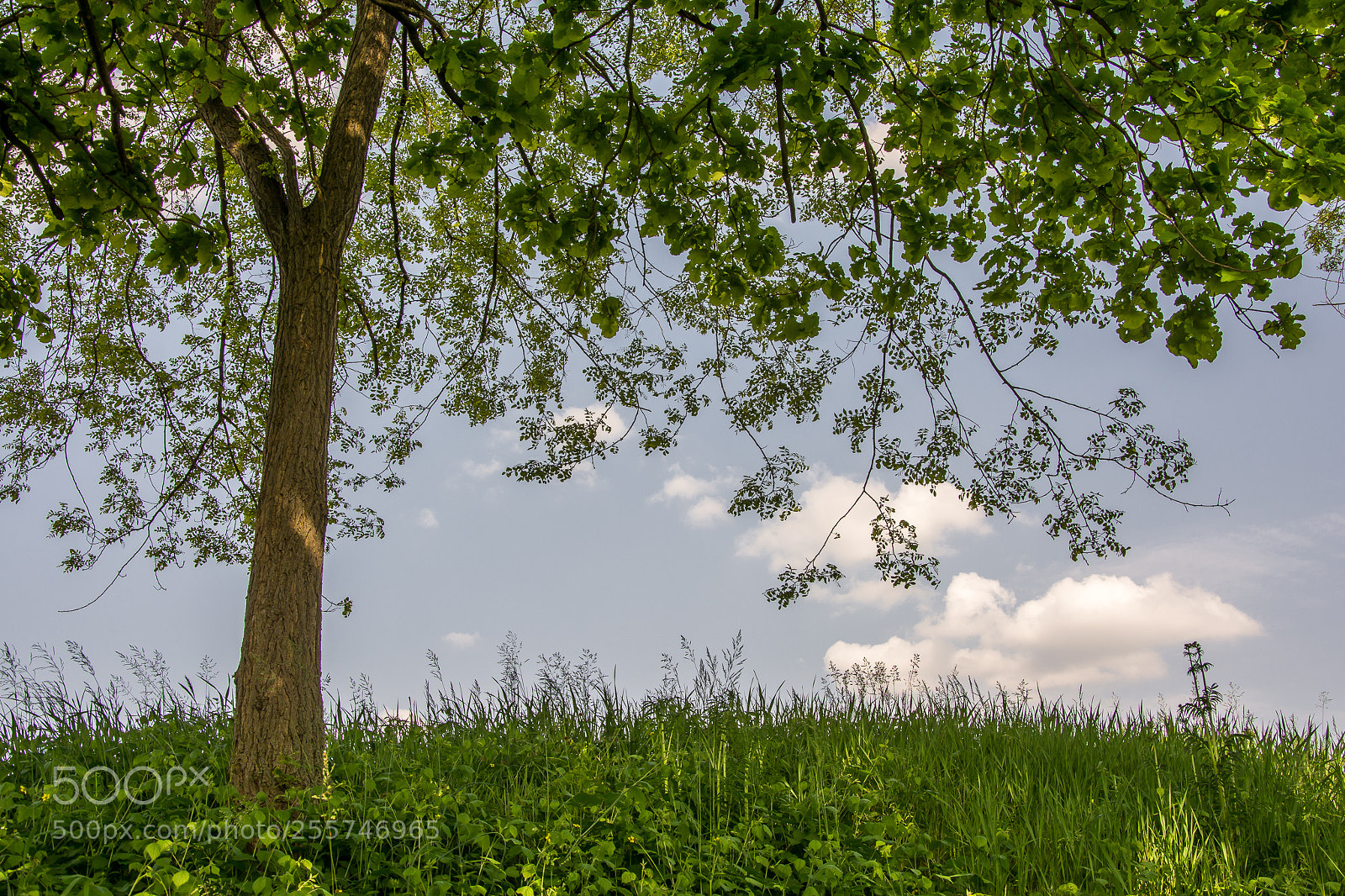 Nikon D7100 sample photo. Green days 4 photography