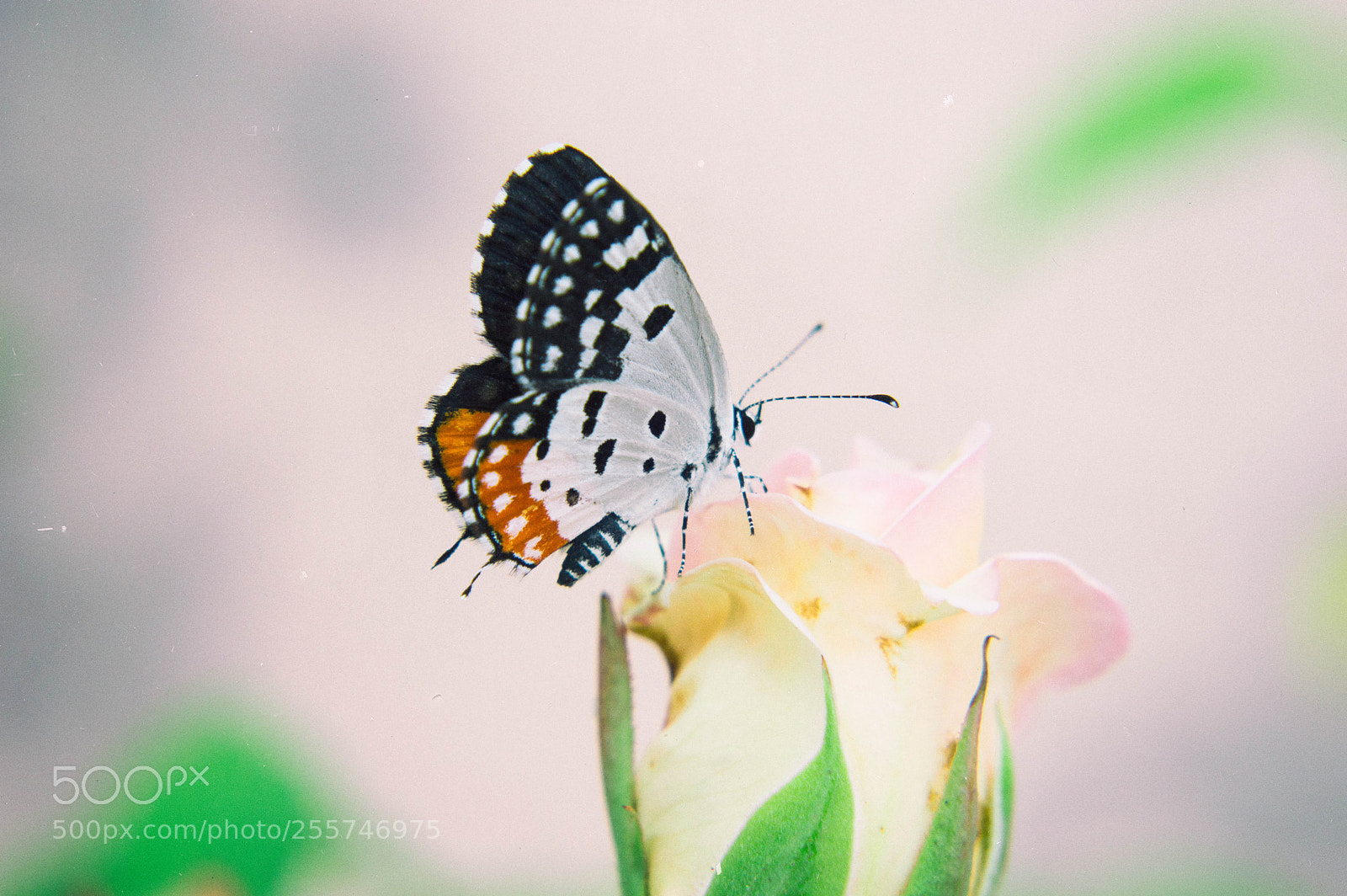 Nikon D3200 sample photo. Red pierrot photography