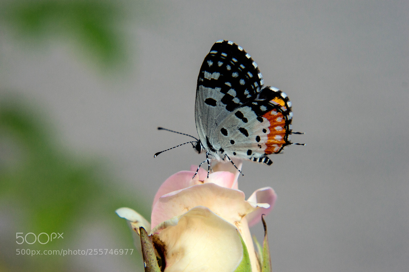 Nikon D3200 sample photo. Red pierrot photography
