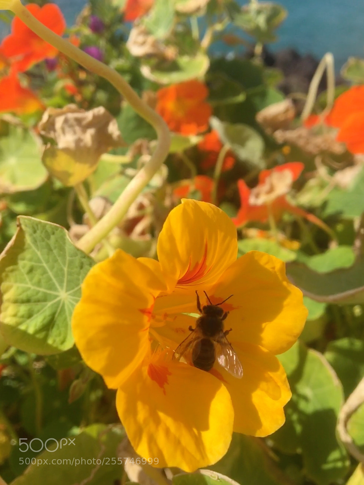 Apple iPhone 6s sample photo. Untitled photography