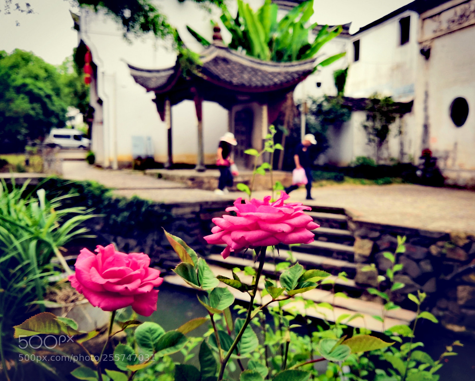 HUAWEI Honor 10 sample photo. Roses photography
