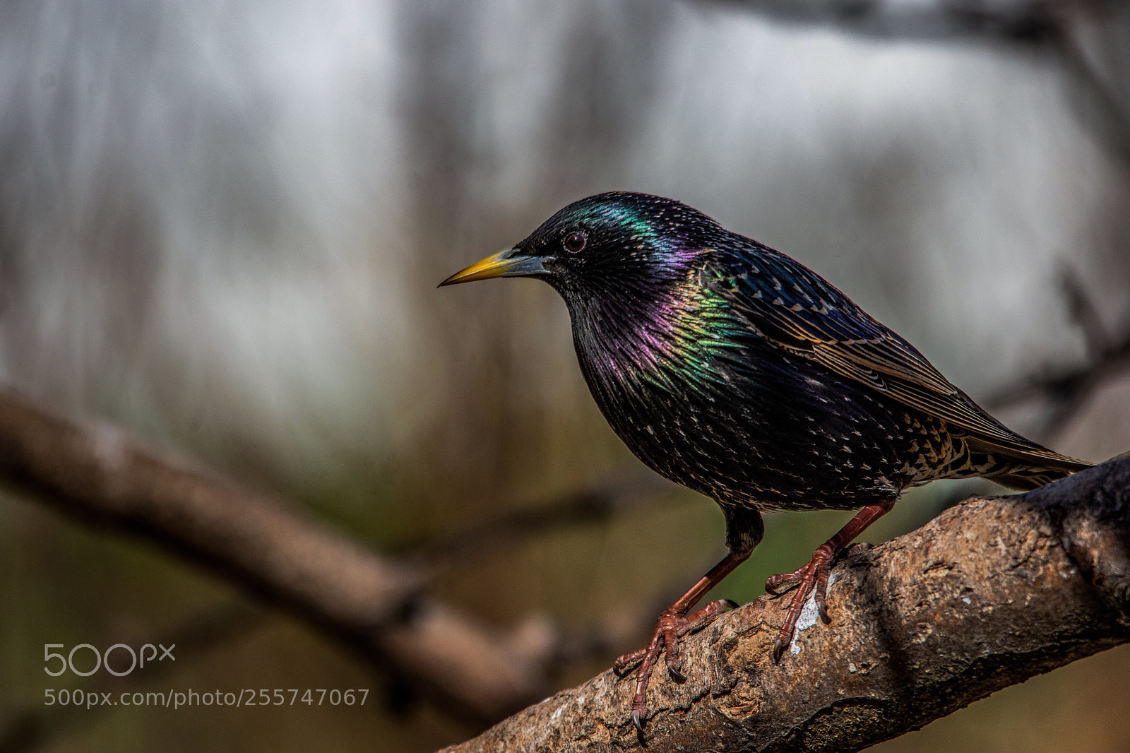 Nikon D7200 sample photo. Starling photography