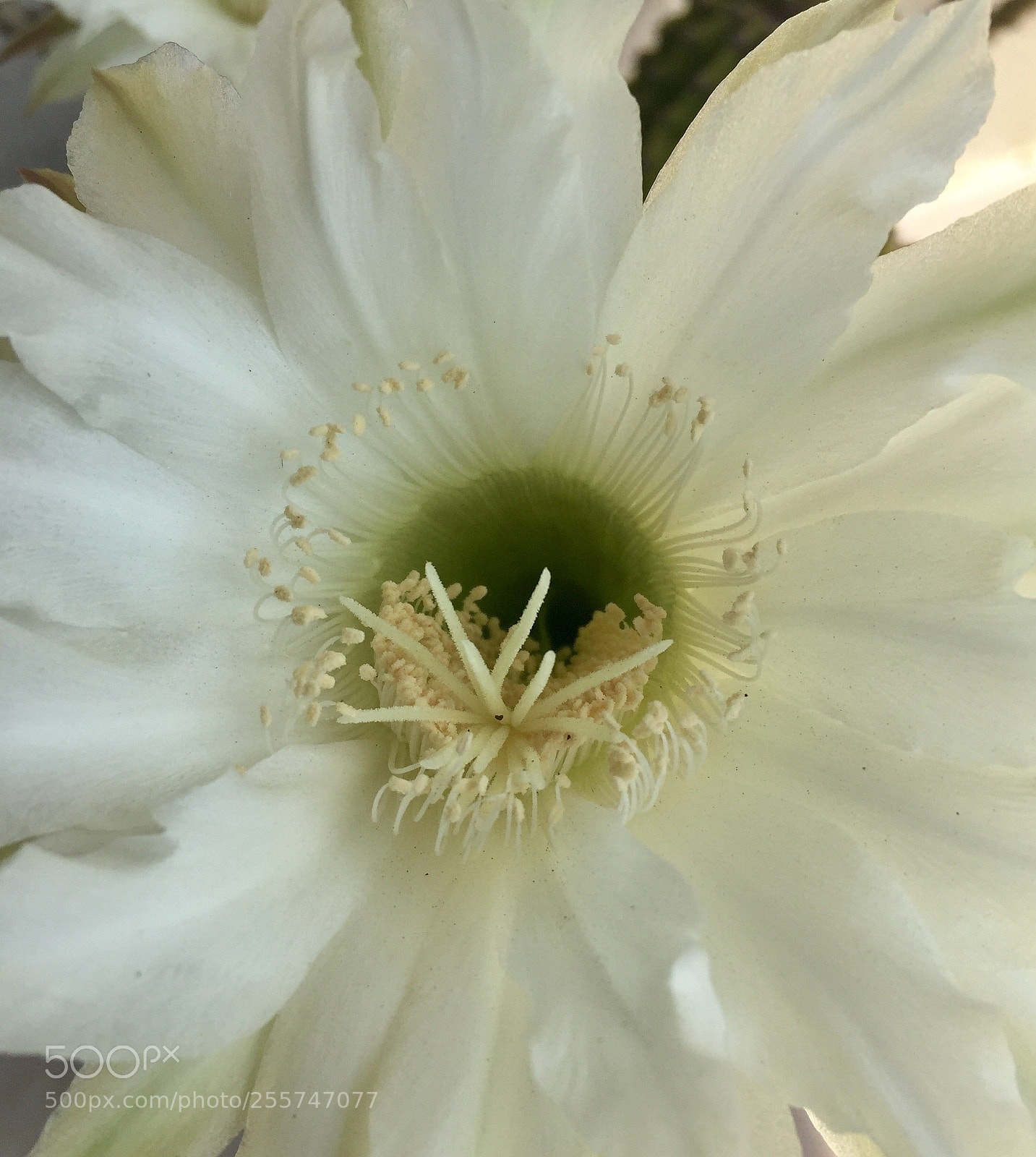 Apple iPhone 6 sample photo. Untitled photography