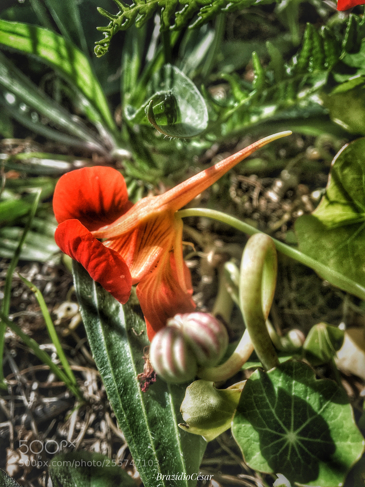 Apple iPhone 6s sample photo. Untitled photography