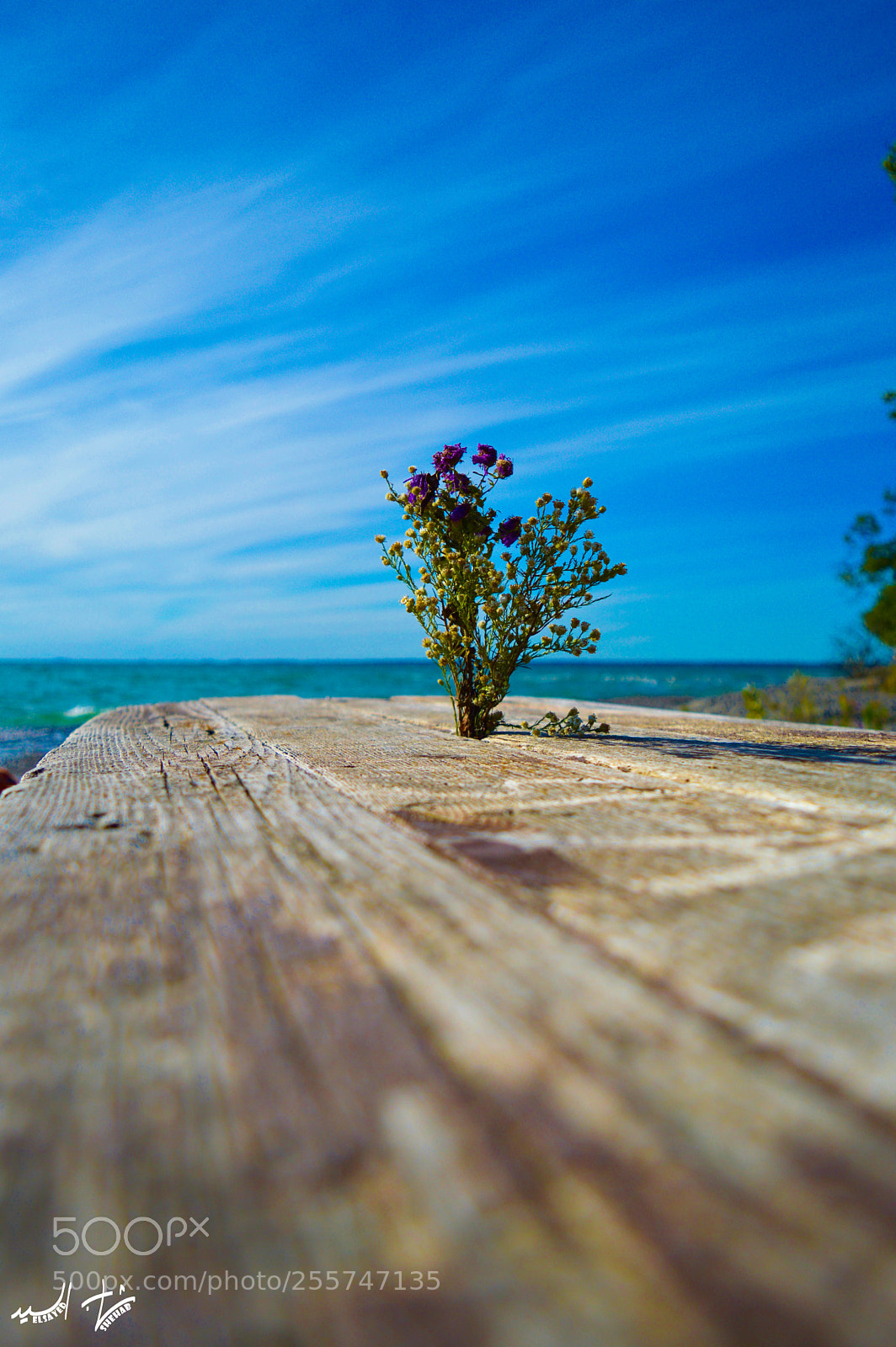 Nikon D3200 sample photo. The castaway branch photography