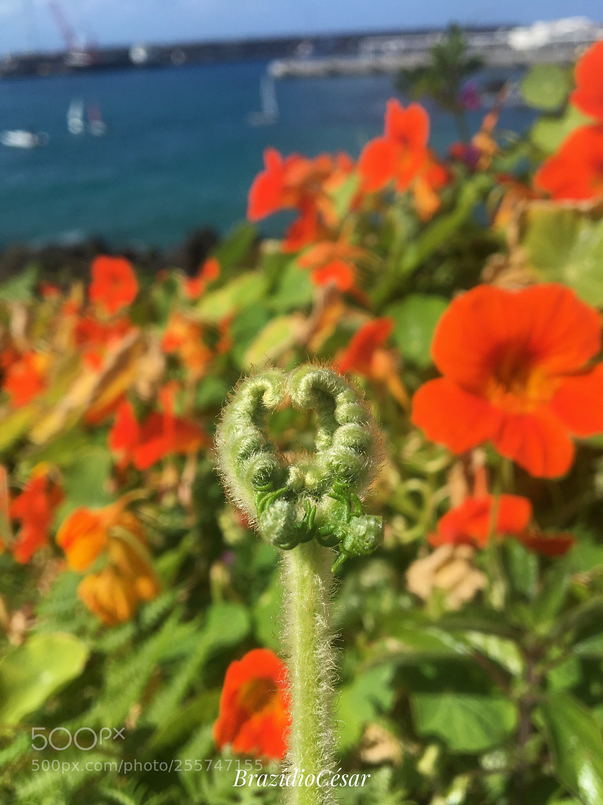 Apple iPhone 6s sample photo. Untitled photography
