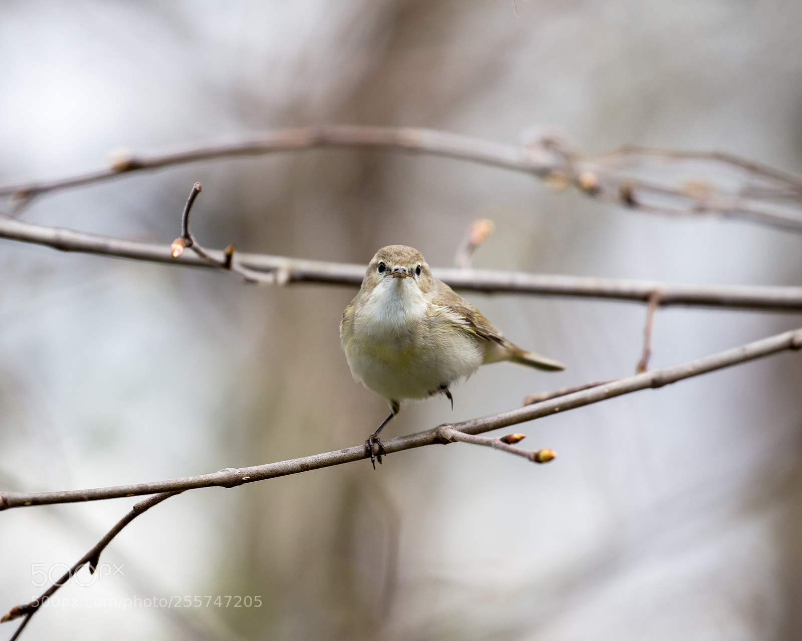 Canon EOS 6D sample photo. Common chiffchaff photography