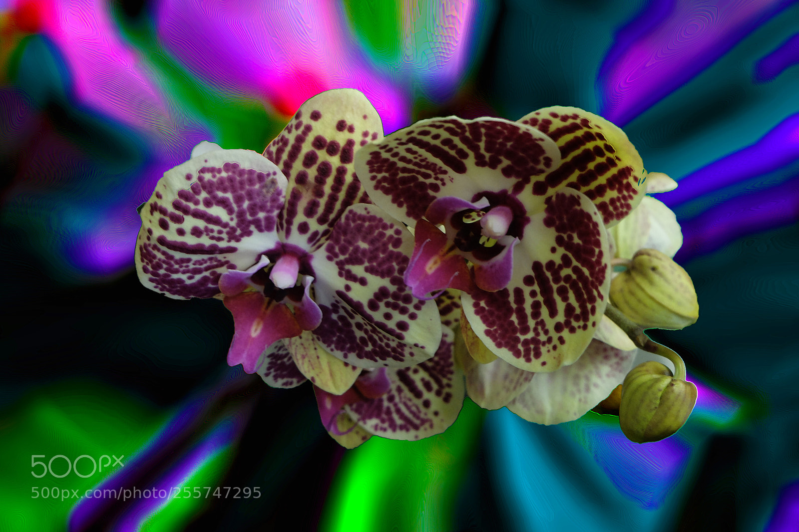 Fujifilm X20 sample photo. Orchidea photography
