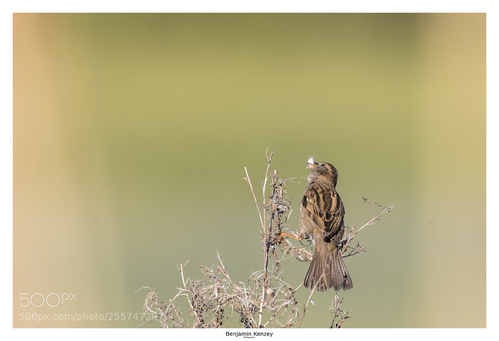Canon EOS 7D Mark II sample photo. Moineau domestique. photography