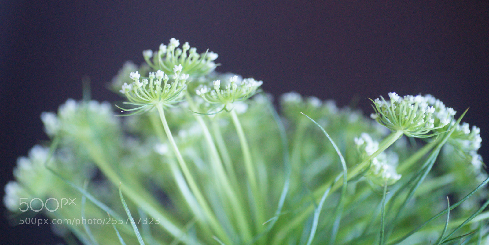 Sony Alpha DSLR-A850 sample photo. White dill photography