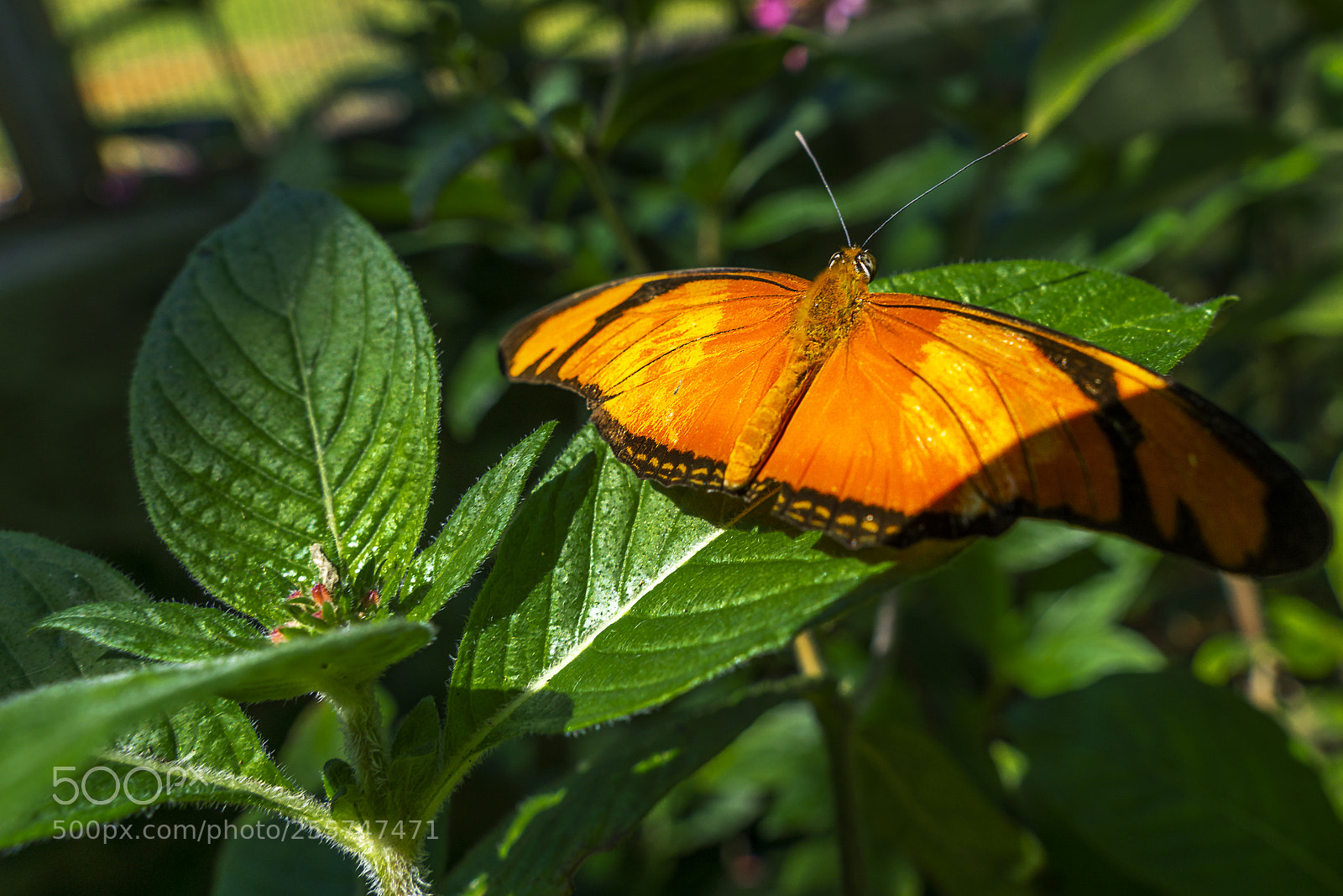 Sony a6000 sample photo. Dryas iulia photography
