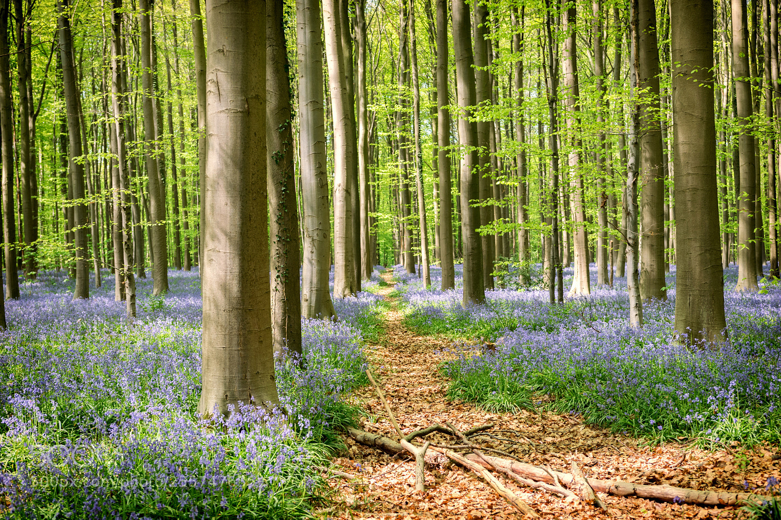 Nikon D3300 sample photo. Bluebells photography