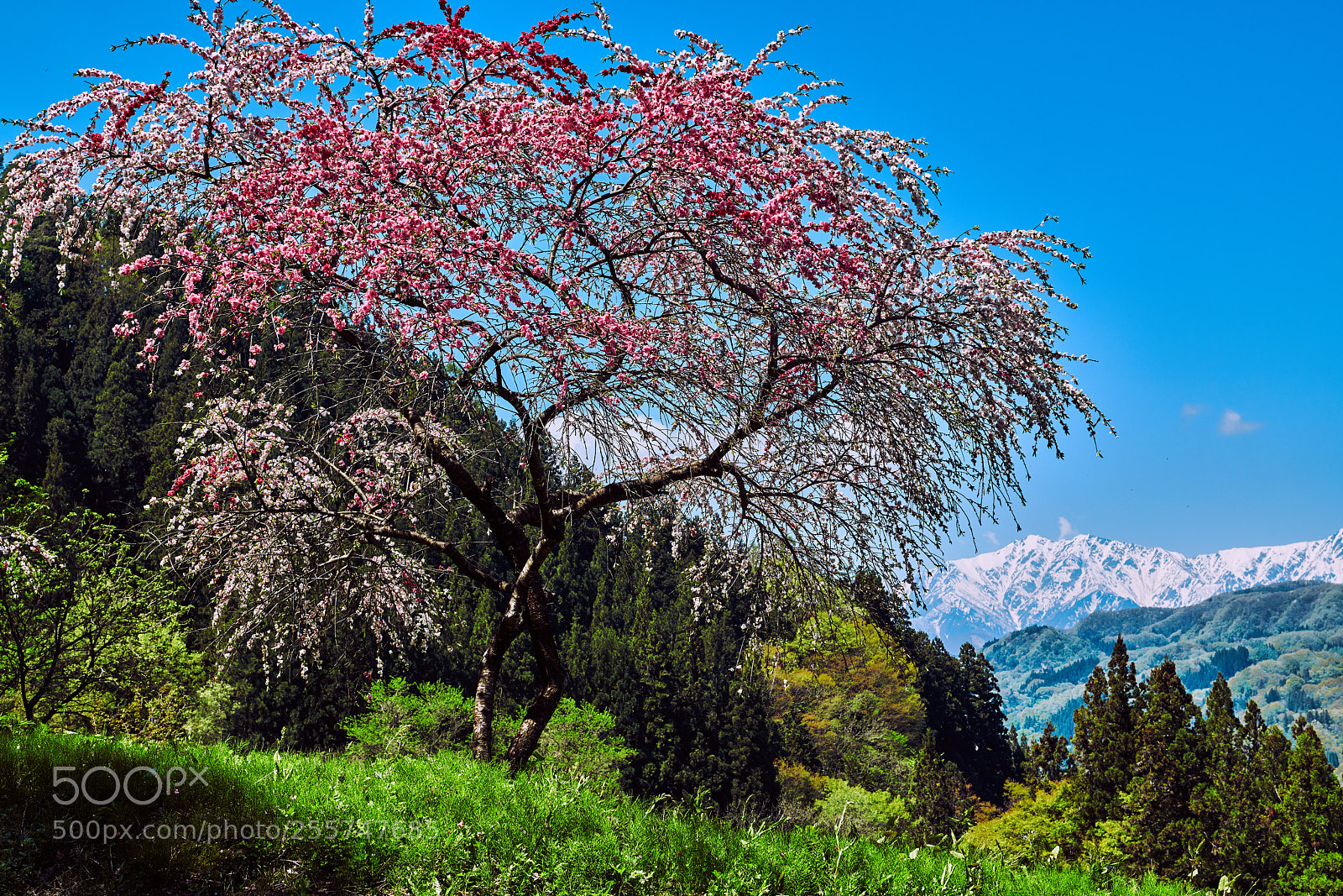 Nikon D850 sample photo. Late spring photography