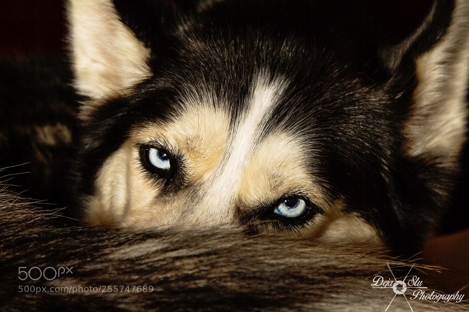 Canon EOS 7D sample photo. Little firefox photography