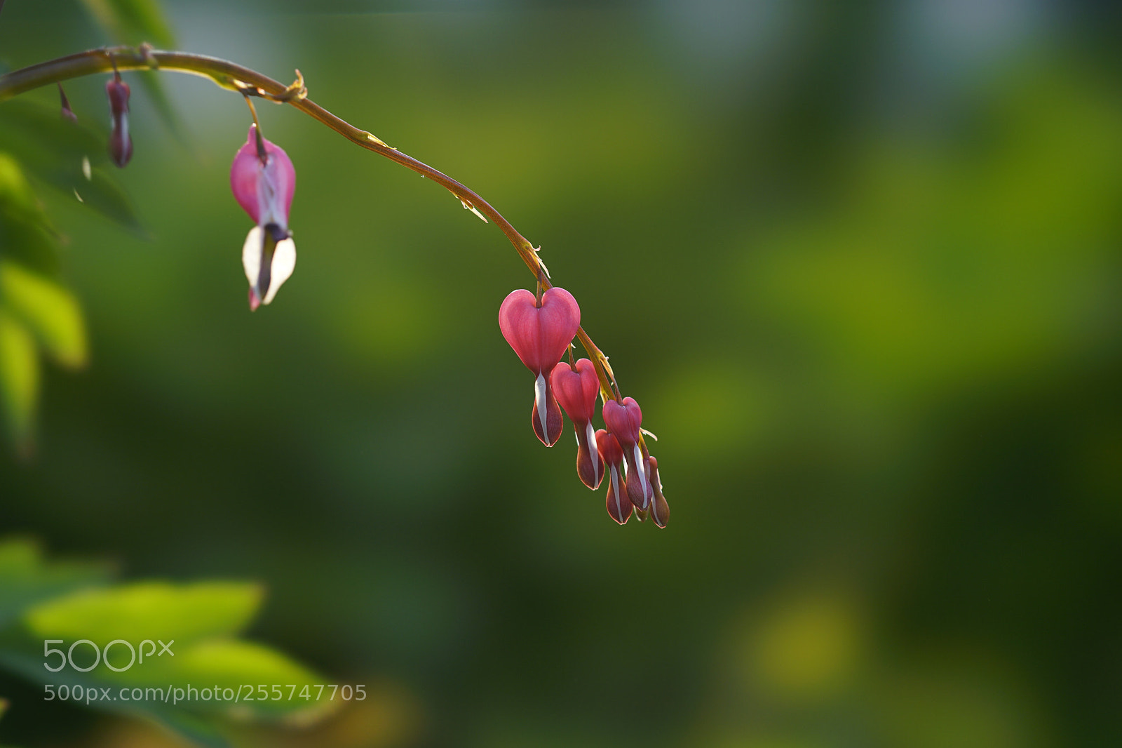 Sony a7 II sample photo. 荷包 photography