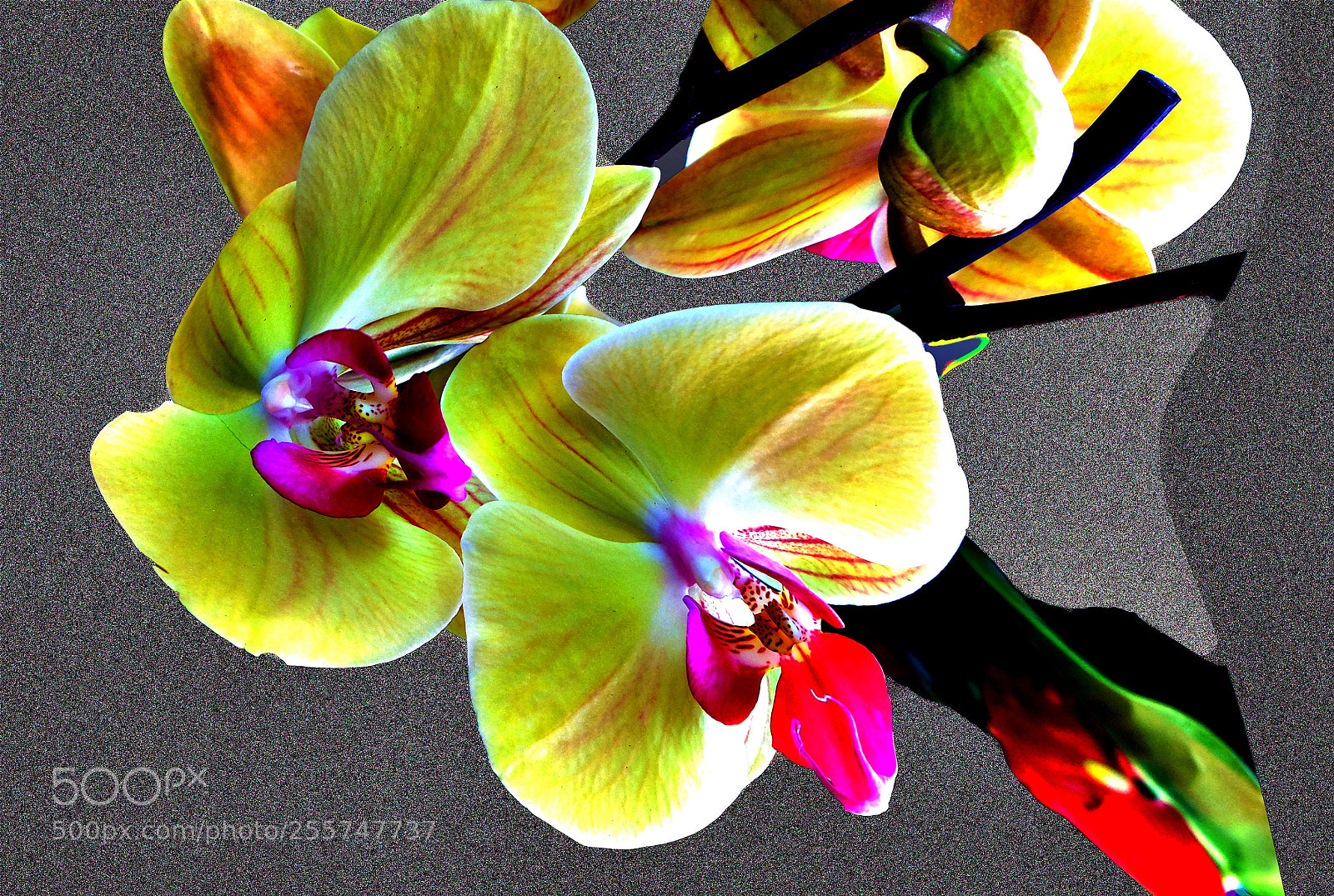 Fujifilm X20 sample photo. Orchidea photography