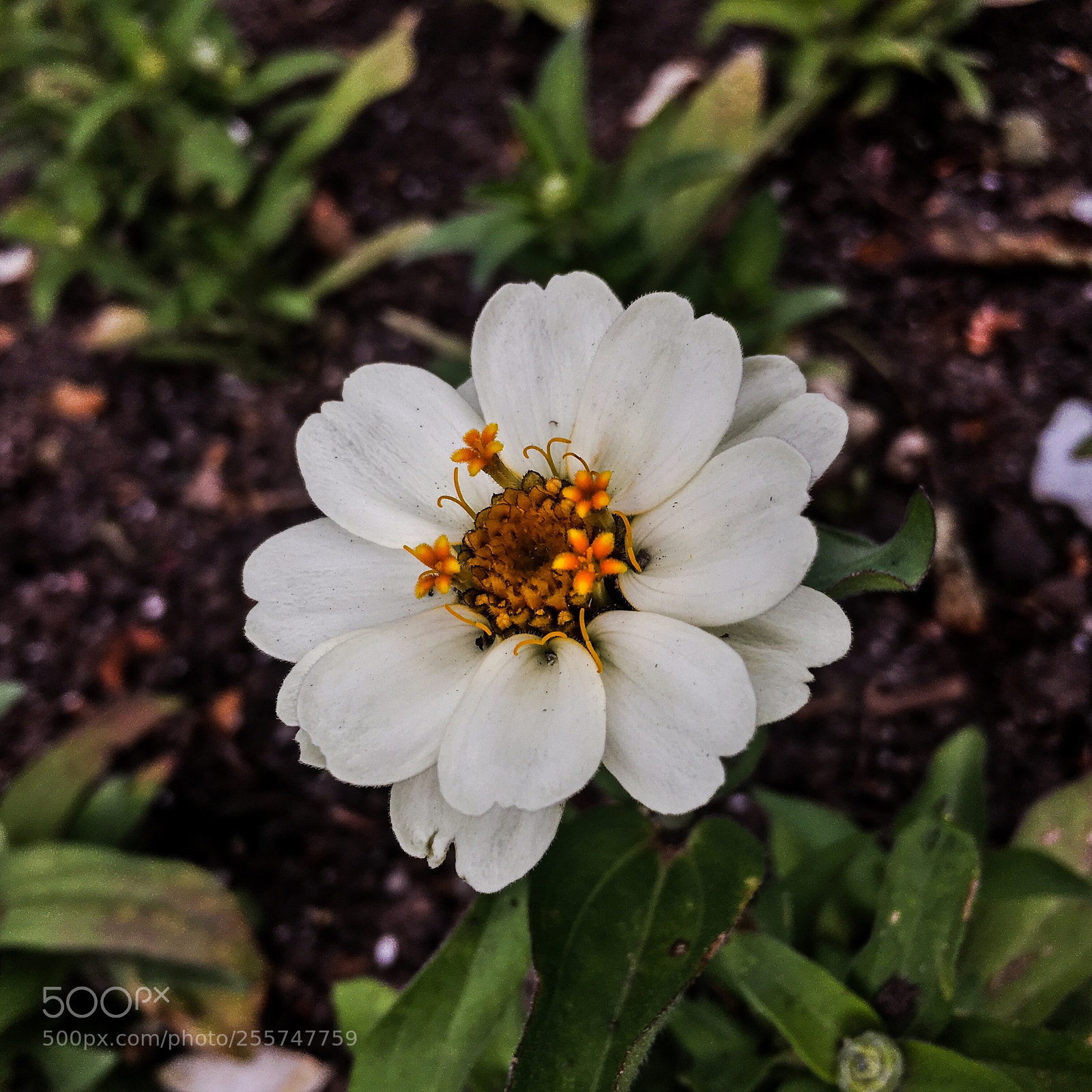 Apple iPhone 6s sample photo. White zinnia  photography