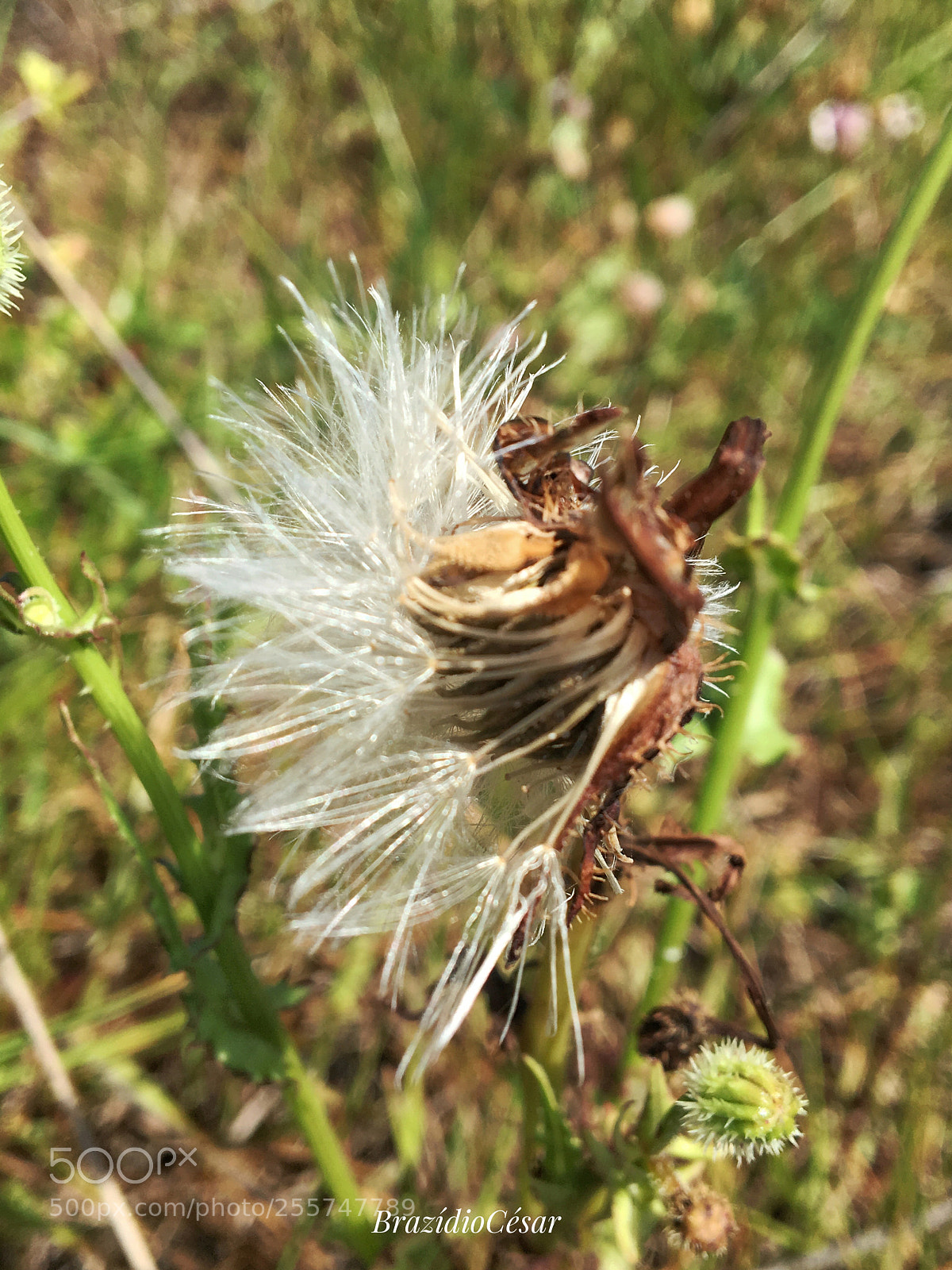 Apple iPhone 6s sample photo. Untitled photography