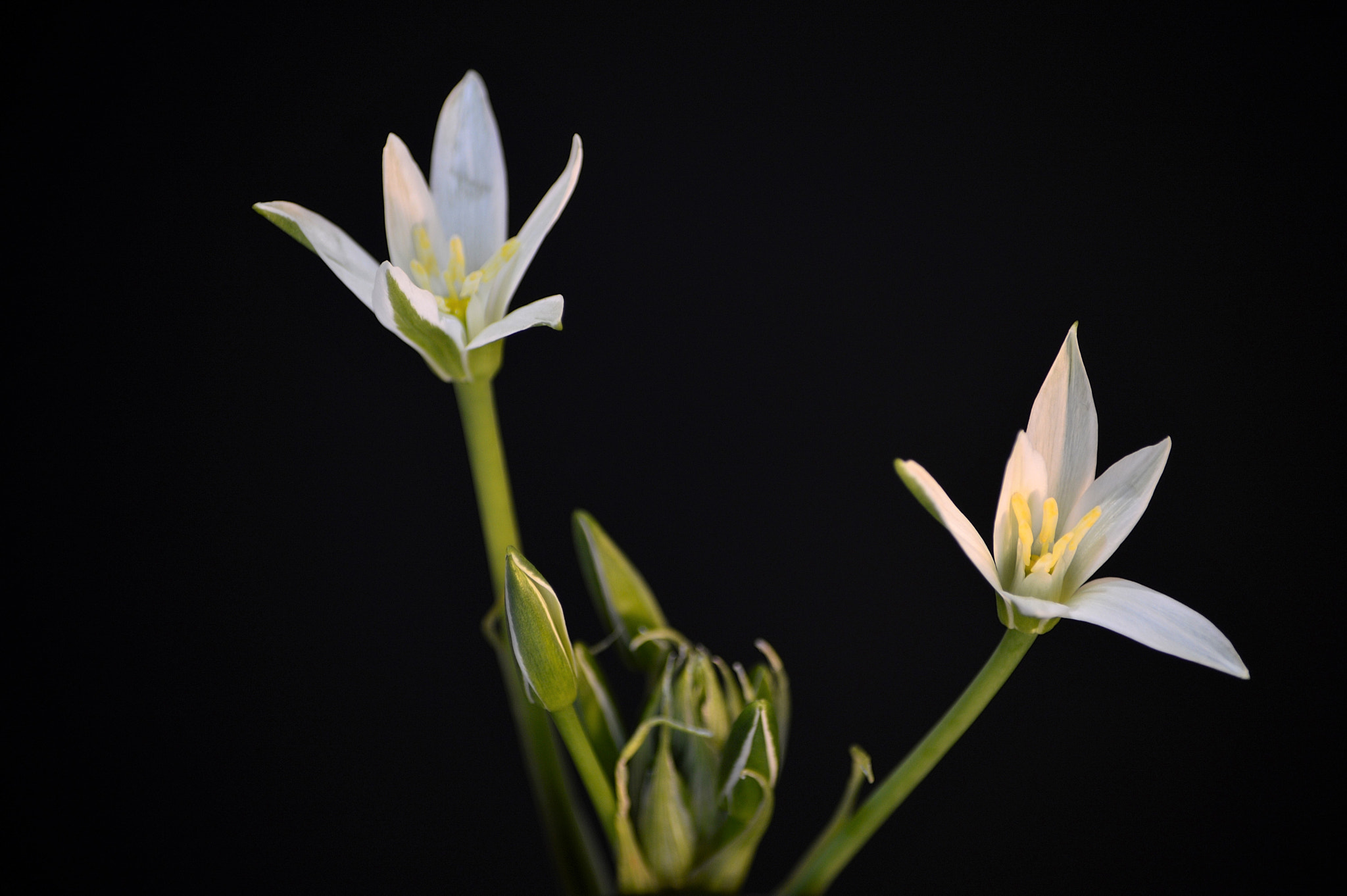 Nikon D3200 sample photo. Wildflowers photography