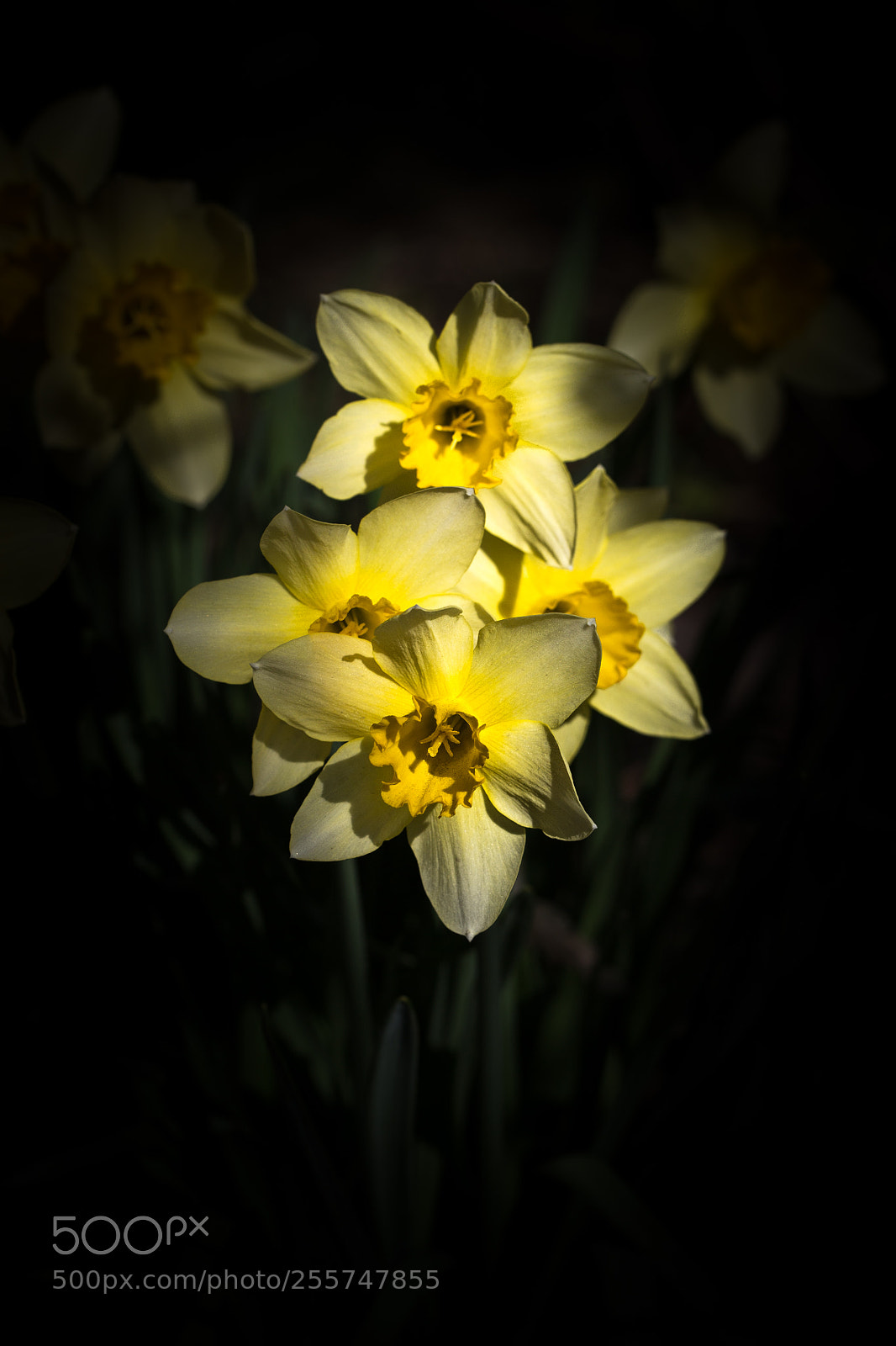 Canon EOS 6D sample photo. Daffodils photography