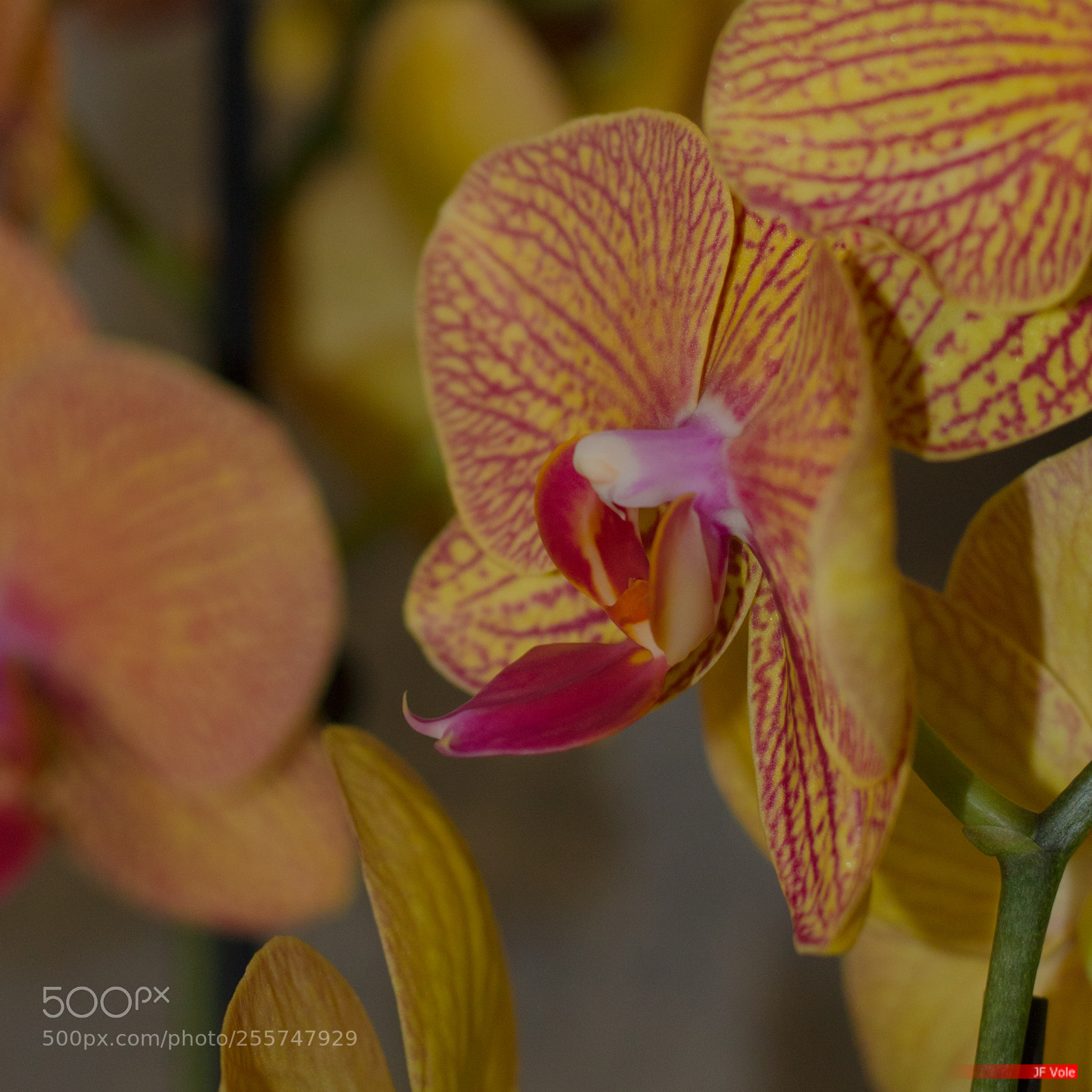 Canon EOS 760D (EOS Rebel T6s / EOS 8000D) sample photo. Orchidée 201 photography
