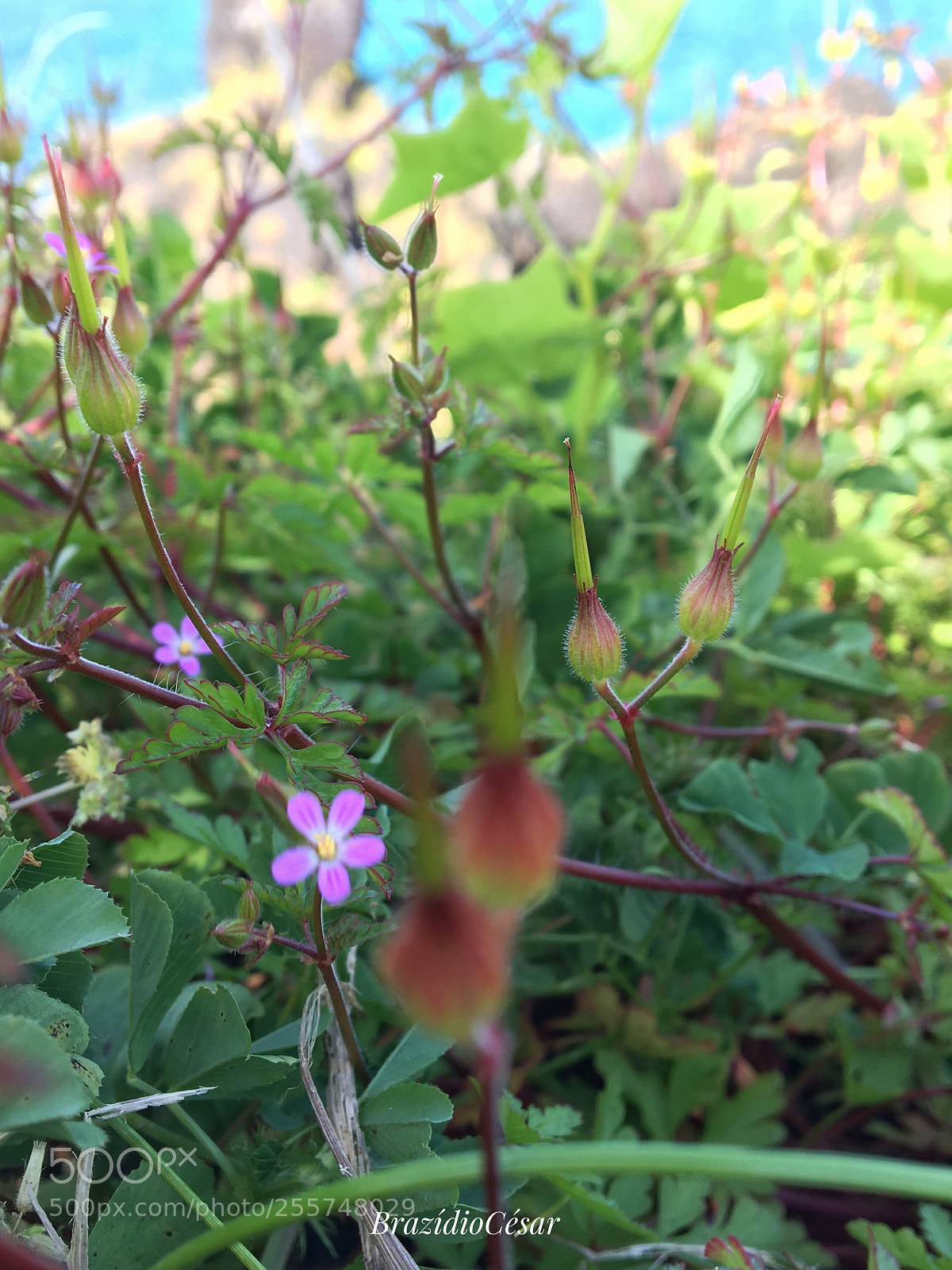 Apple iPhone 6s sample photo. Untitled photography