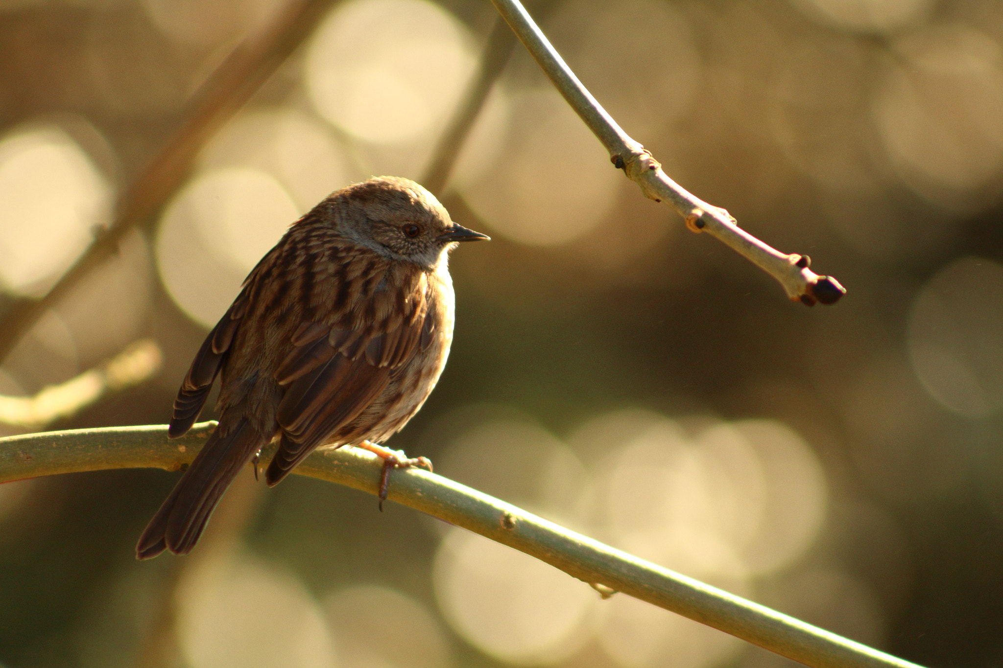 Canon EF 75-300mm f/4-5.6 sample photo. Small bird on a branch photography