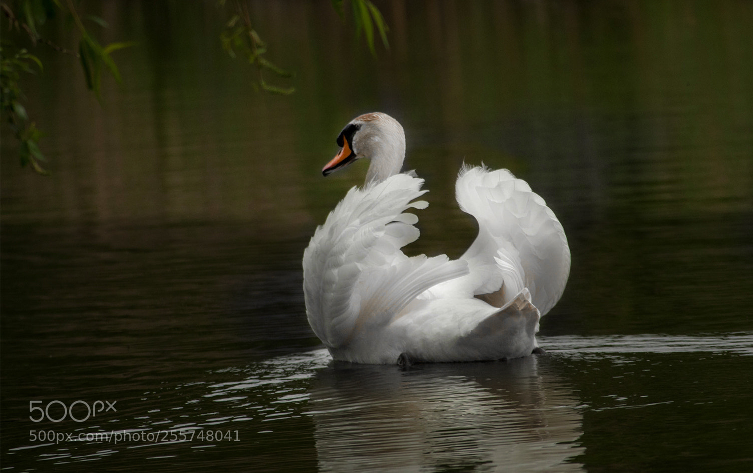 Canon EOS 50D sample photo. The guardian of its photography