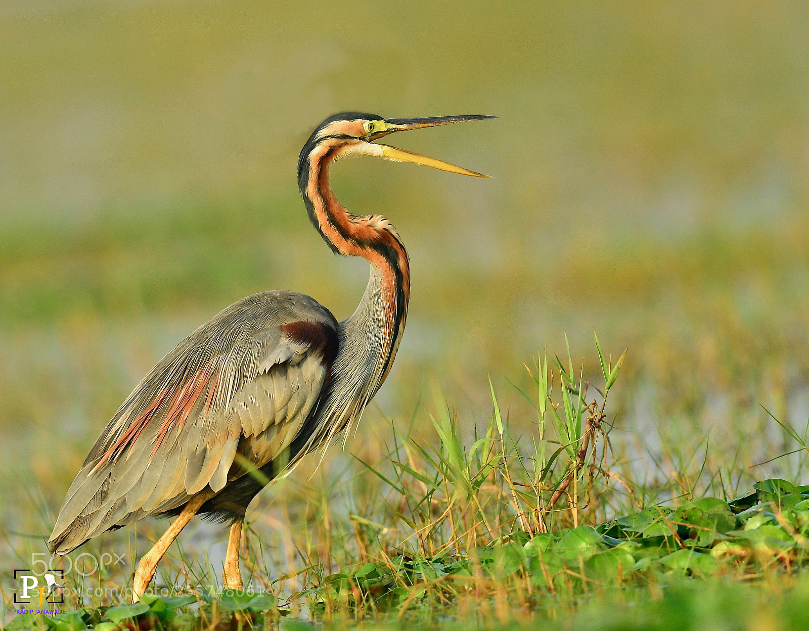 Nikon D5 sample photo. Purple heron ( ardea purpurea) photography