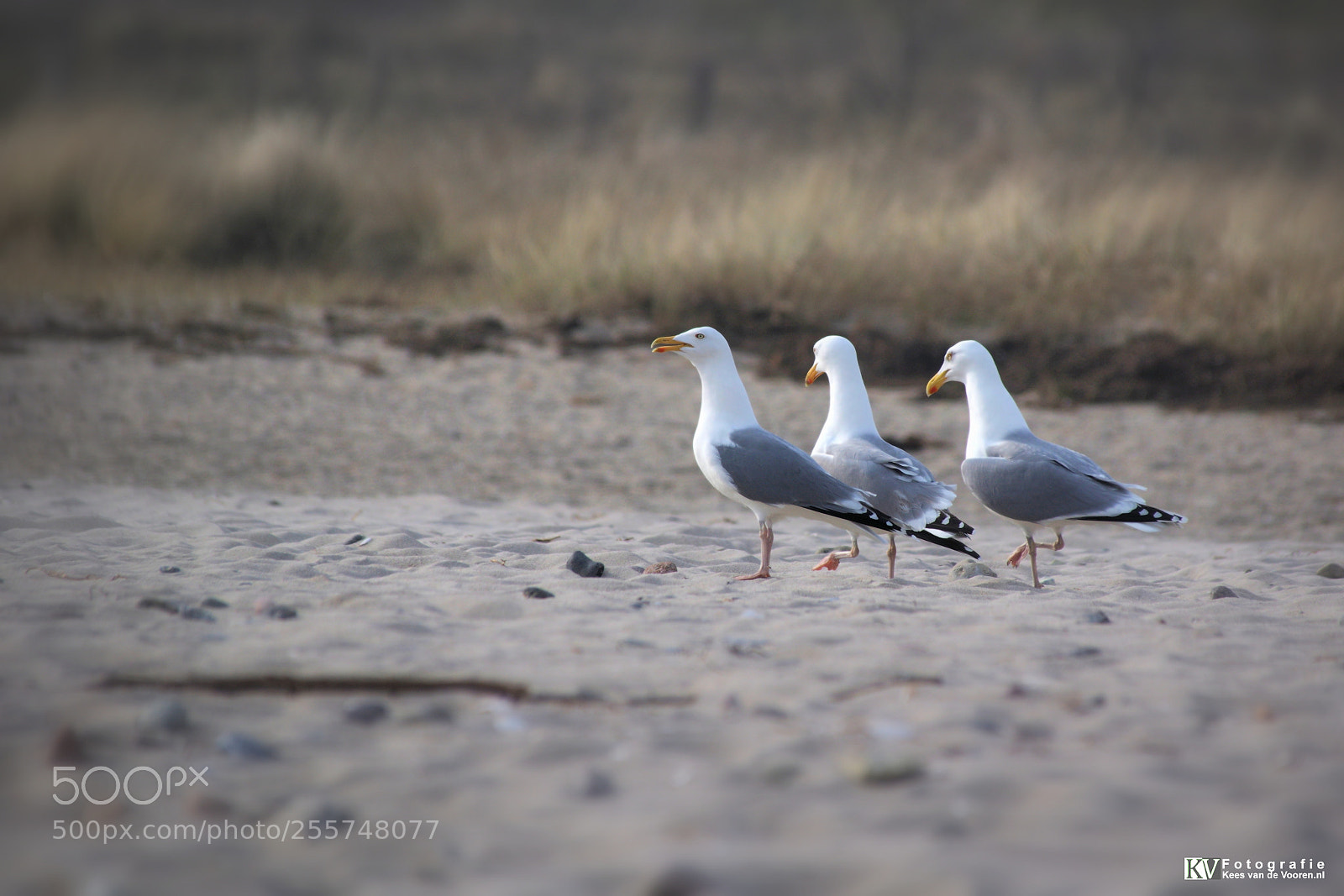 Pentax K-3 II sample photo. Three seagulls walking on photography