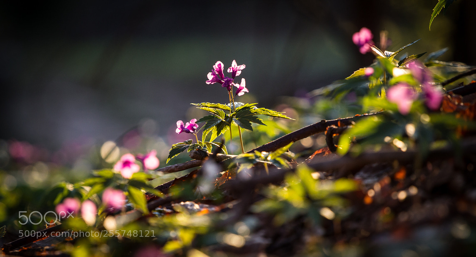 Canon EOS 1100D (EOS Rebel T3 / EOS Kiss X50) sample photo. Spring in mountains. photography