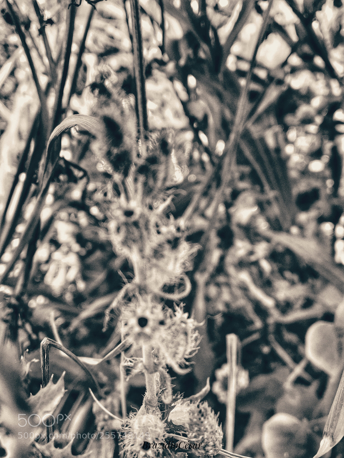 Apple iPhone 6s sample photo. Untitled photography