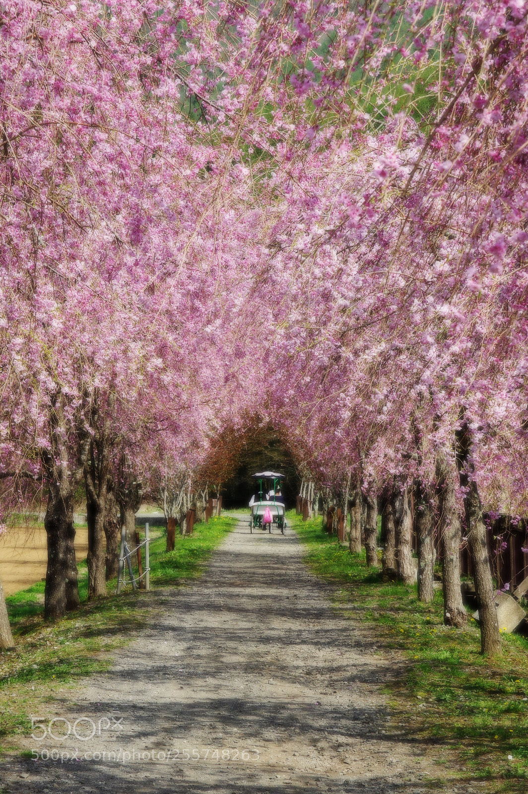 Pentax K-3 II sample photo. Sakura, go through the photography