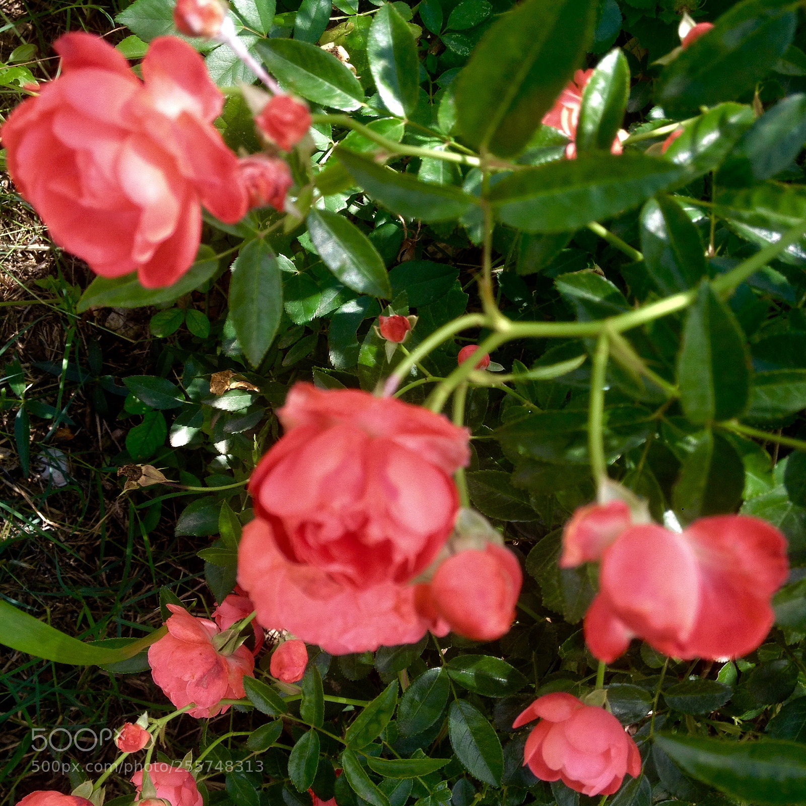 Apple iPhone 4S sample photo. Untitled photography
