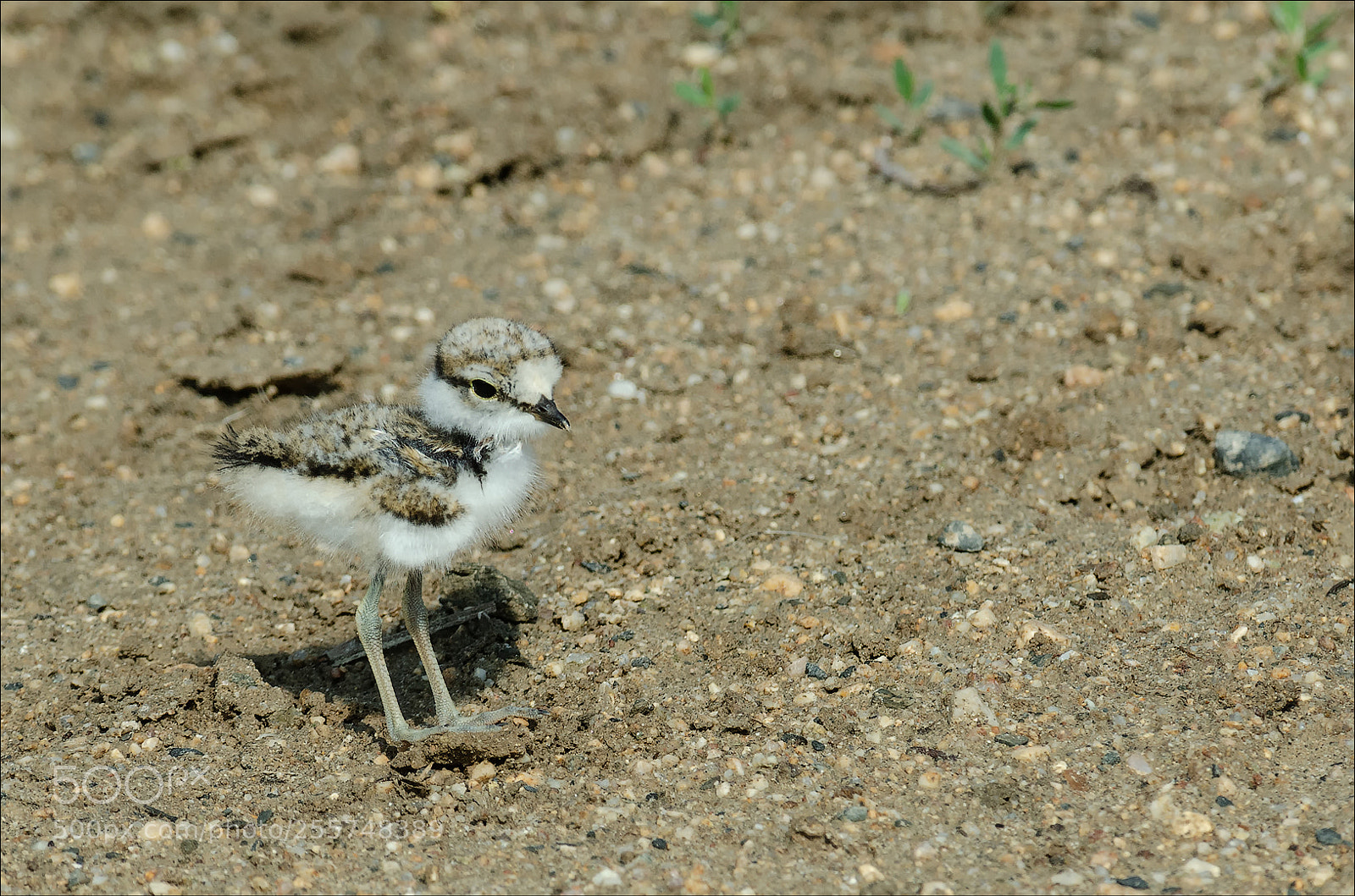Nikon D7000 sample photo. Chicken - little ringed photography