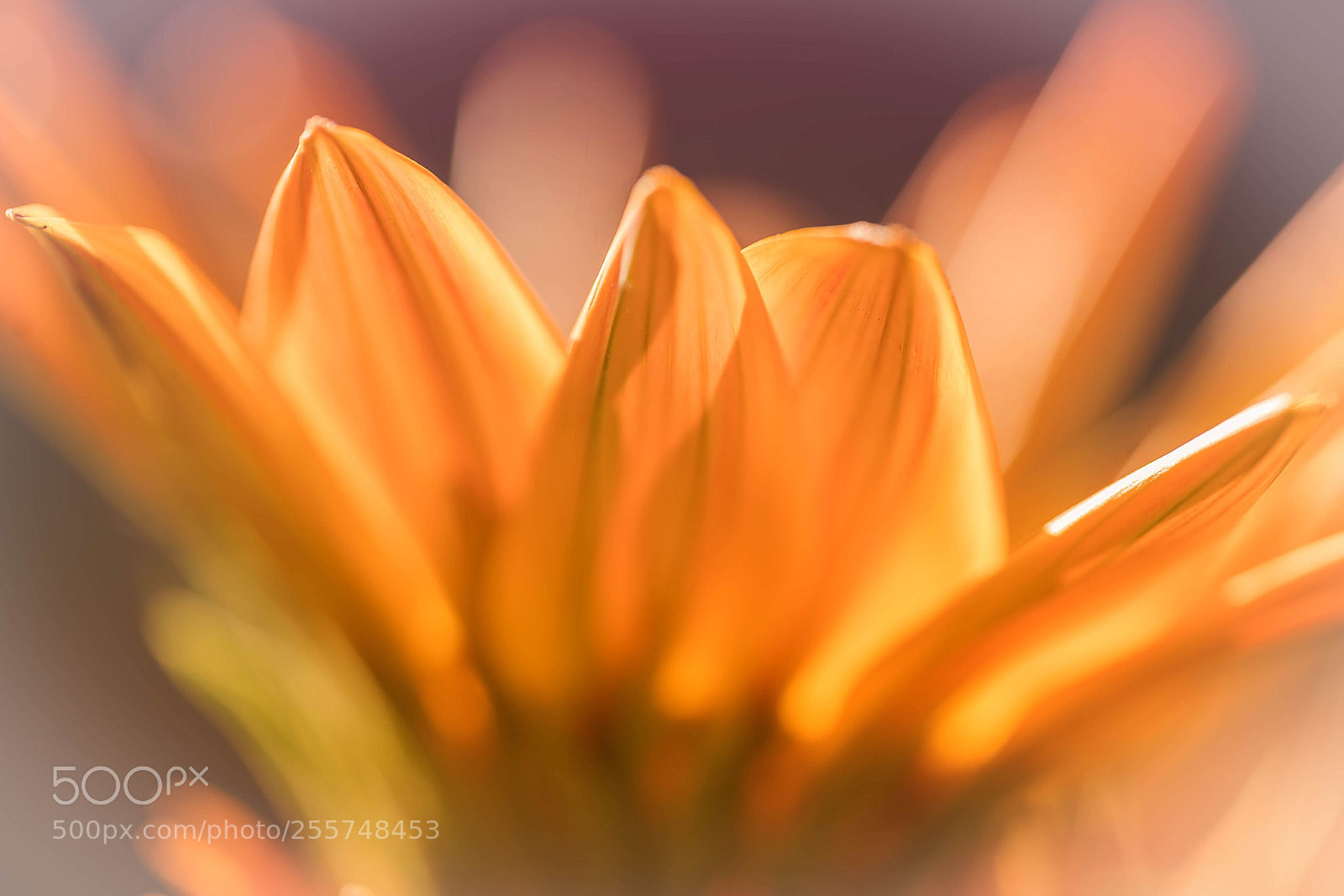 Sony a7R II sample photo. Dreamy gazania photography