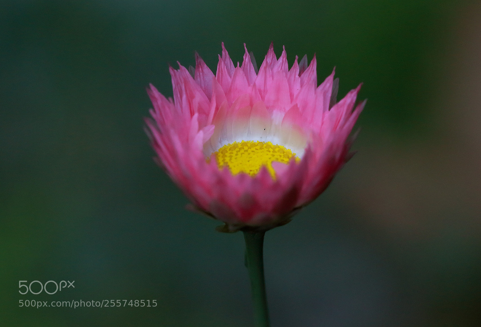 Canon EOS 700D (EOS Rebel T5i / EOS Kiss X7i) sample photo. Yellow in pink photography