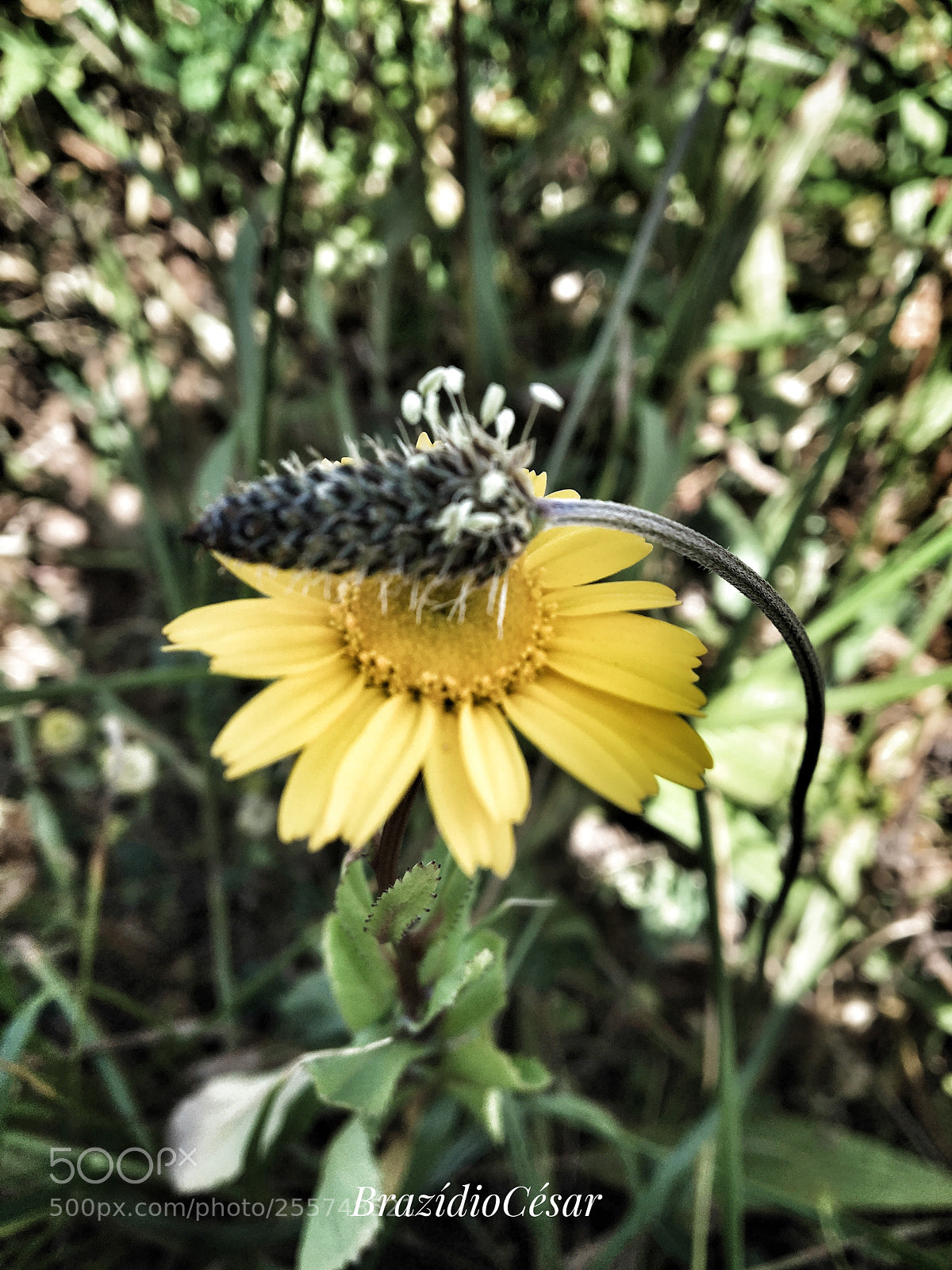 Apple iPhone 6s sample photo. Untitled photography