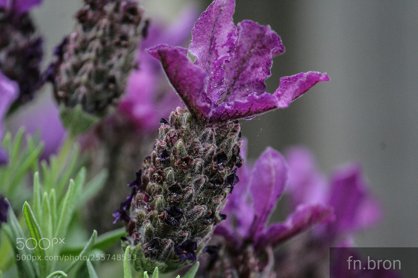 Canon EOS 1200D (EOS Rebel T5 / EOS Kiss X70 / EOS Hi) sample photo. Lavender photography