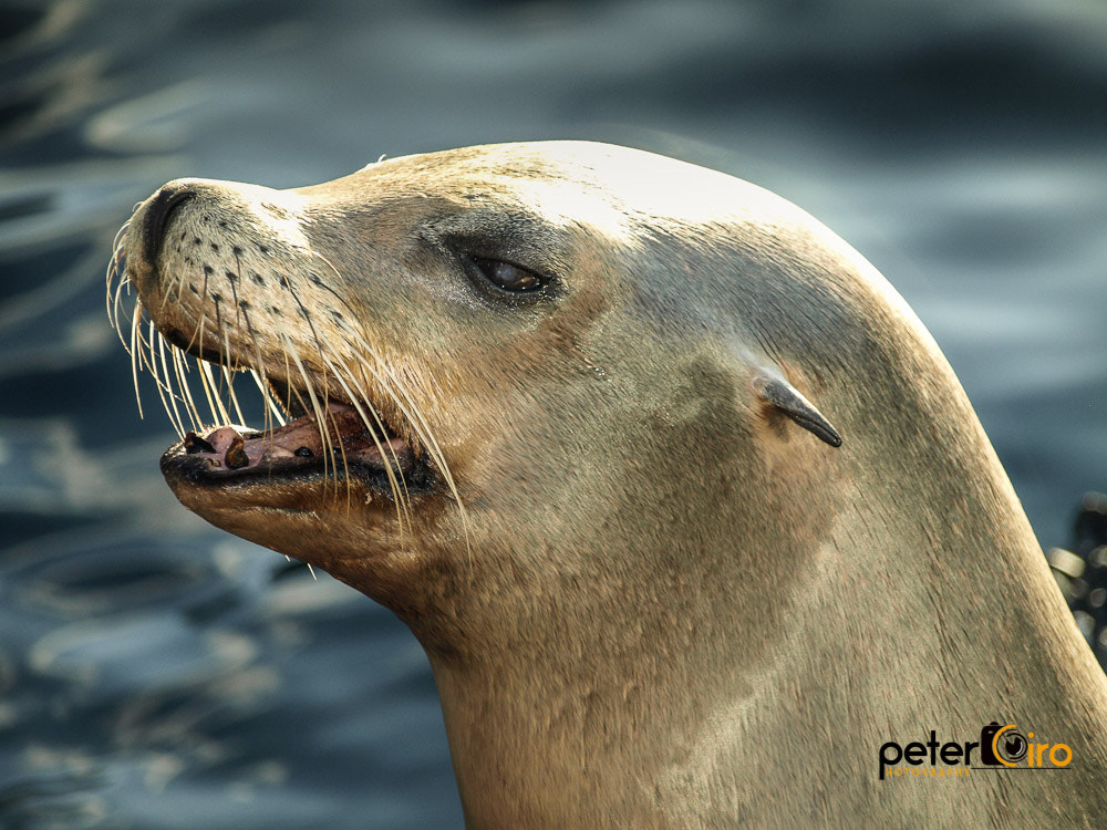 Olympus E-410 (EVOLT E-410) sample photo. Sea lion at seaworld in orlando florida photography